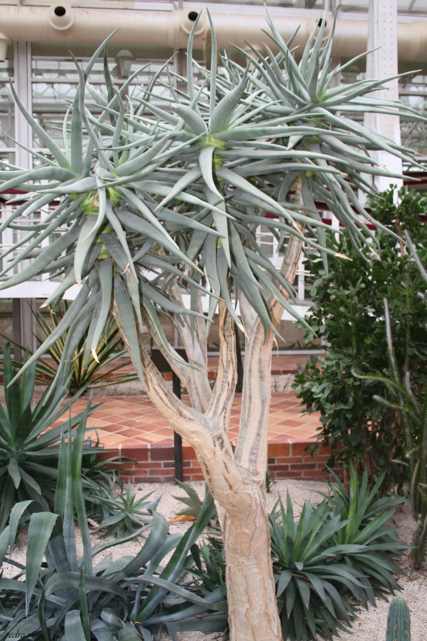 Tree Aloe (Aloe Barberae) — this aloe produces pink-orange flowers in winter