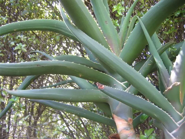 Tree Aloe (Aloe Barberae) — formerly known as Aloes bainesii; it requires well-drained soil and full sun to partial shade exposure, image 119