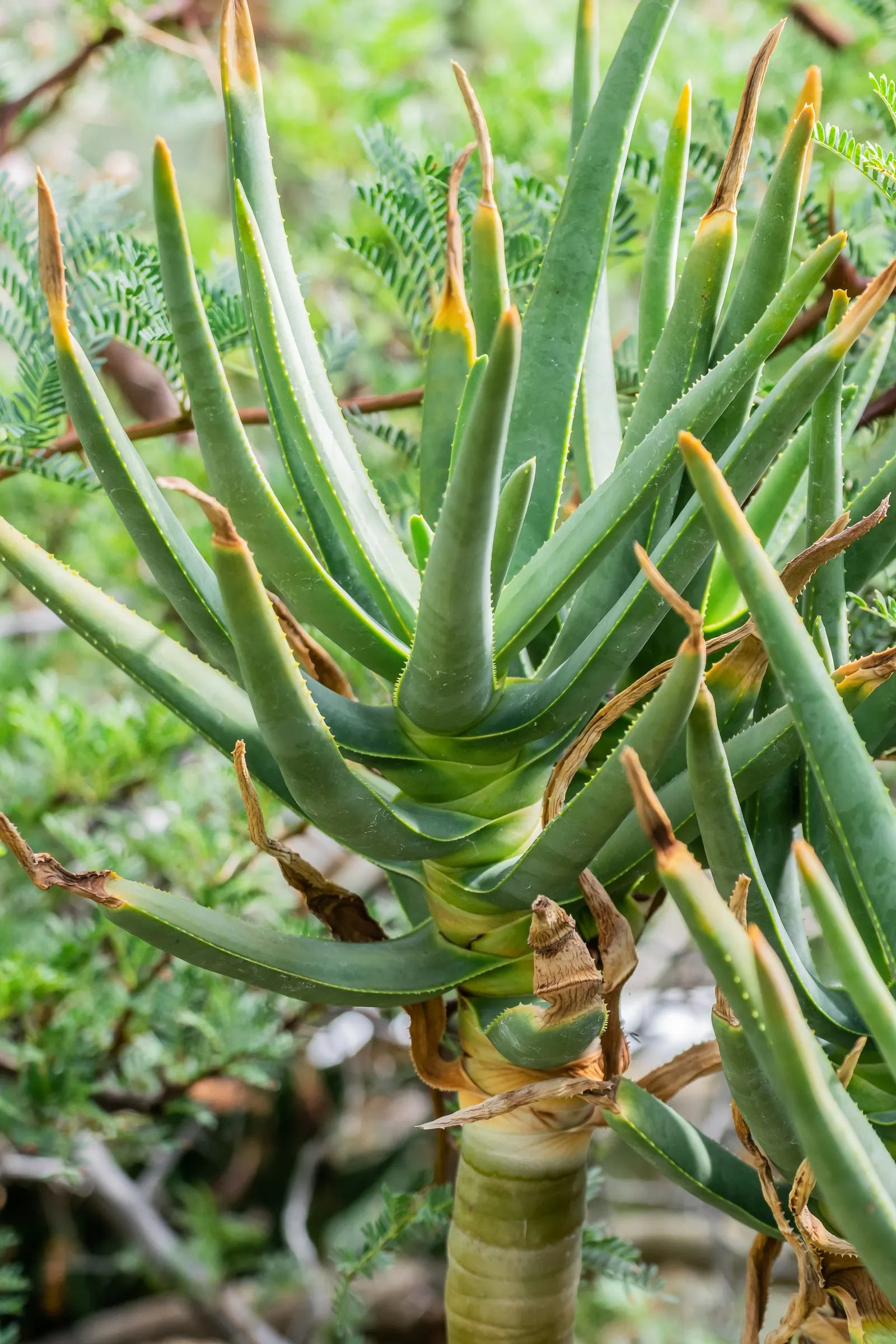 Tree Aloe (Aloe Barberae) — with a spread of 8 to 10 feet.<br><br>Characterized by its smooth; preferably grown in USDA zones 9-11, it requires, image 69