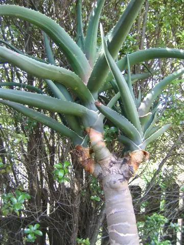 Tree Aloe (Aloe Barberae) — Preferably grown in USDA zones 9-11, it requires full sun to partial shade and well-draining soil; due to its spiny, image 116