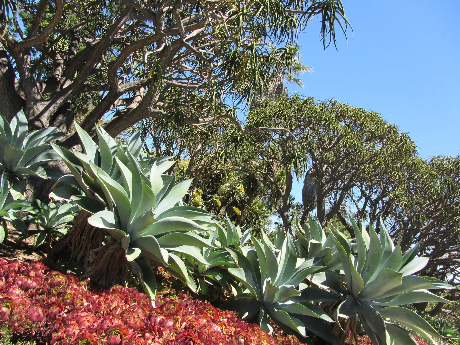 Tree Aloe (Aloe Barberae) — ideal for adding a sculptural element to any landscape design; preferably grown in USDA zones 9-11, it requires full, image 121