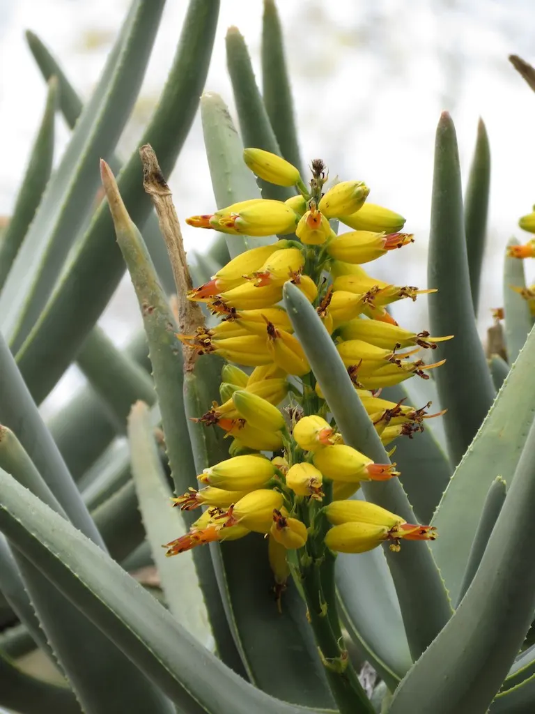 Tree Aloe (Aloe Barberae) — Tree Aloe (Aloe barberae) is a majestic, evergreen succulent reaching up to 50 feet tall and 10 feet wide; preferably, image 85