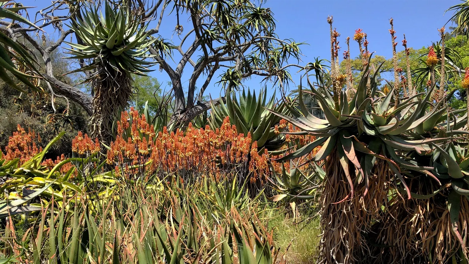 Tree Aloe (Aloe Barberae) — Originating from southern Africa