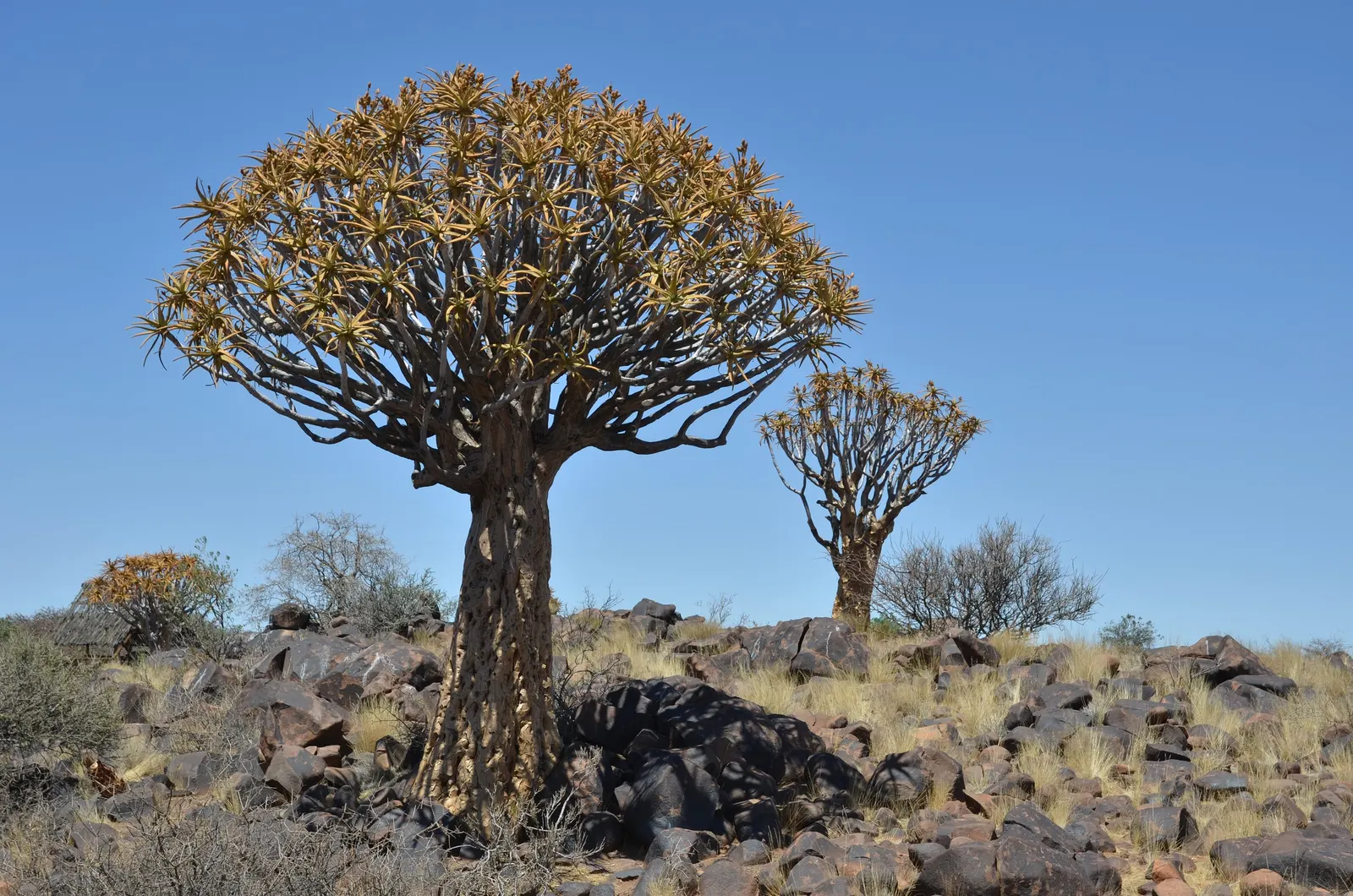 Tree Aloe (Aloe Barberae) — grey trunk and beautiful rosettes of blue-green leaves; this slow-growing succulent tree can reach impressive heights, image 86