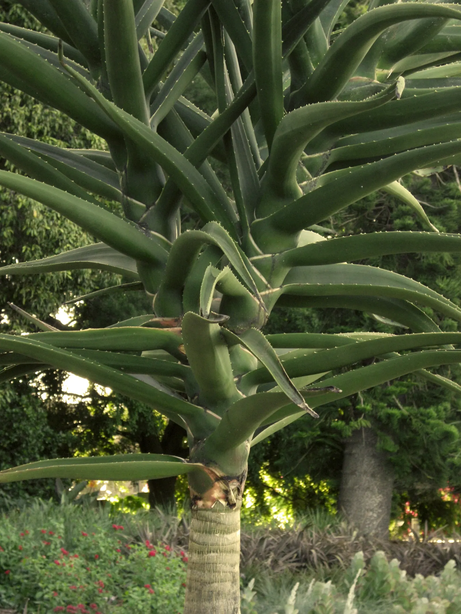 Tree Aloe (Aloe Barberae) — pink flowers in the garden; this slow-growing succulent tree can reach impressive heights of 30 to 60 feet in its, image 110