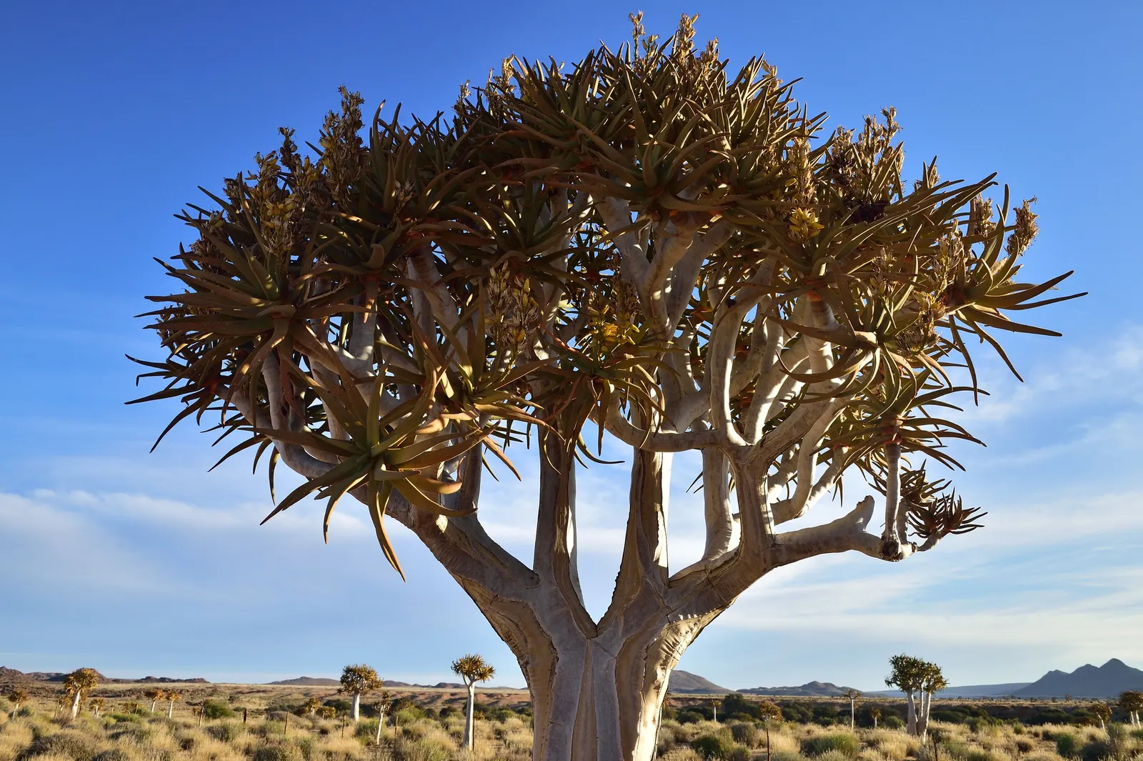Tree Aloe (Aloe Barberae) — it requires well-drained soil and full sun to partial shade exposure