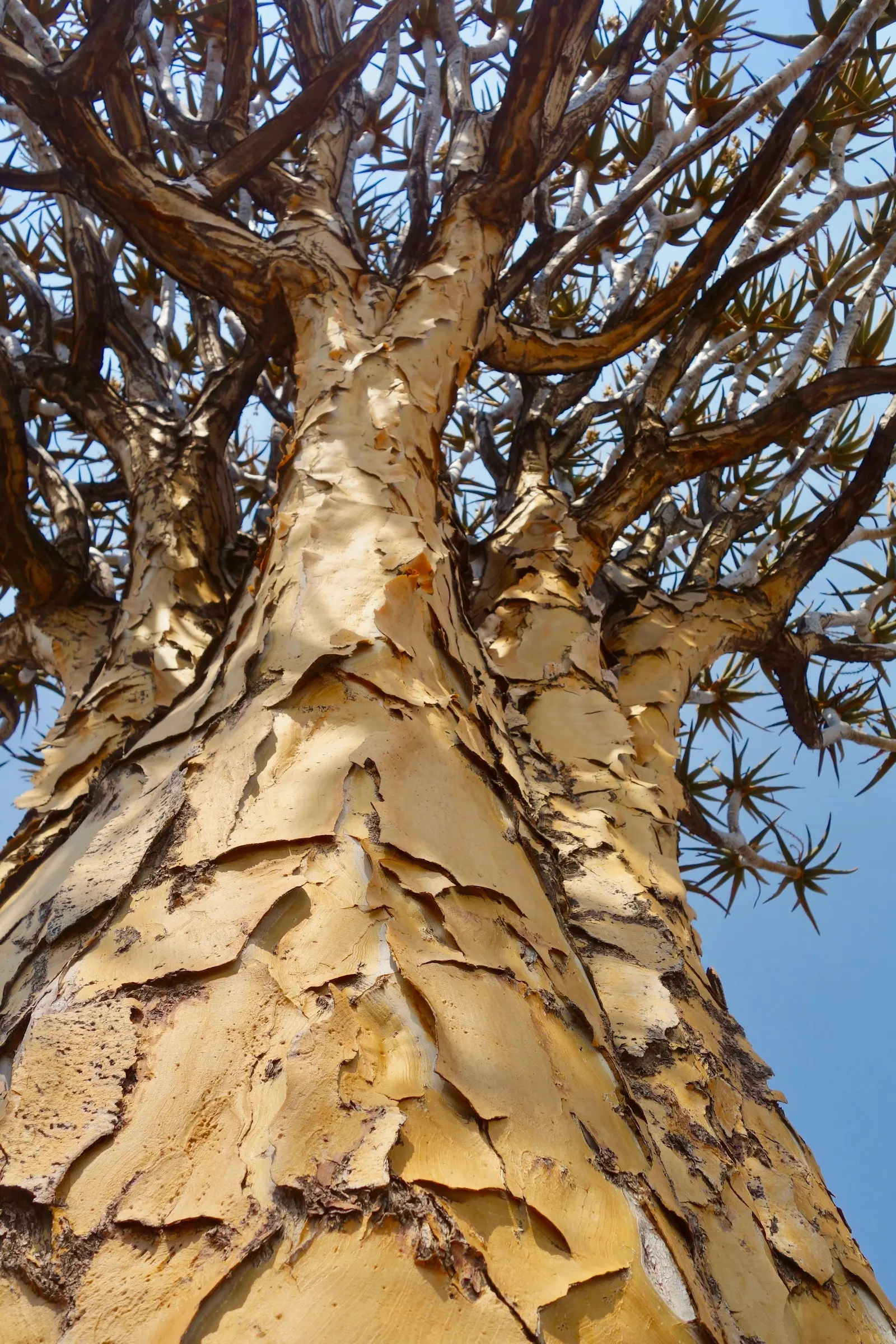Tree Aloe (Aloe Barberae) — it typically grows to about 18 to 30 feet tall; due to its spiny leaf edges, image 124
