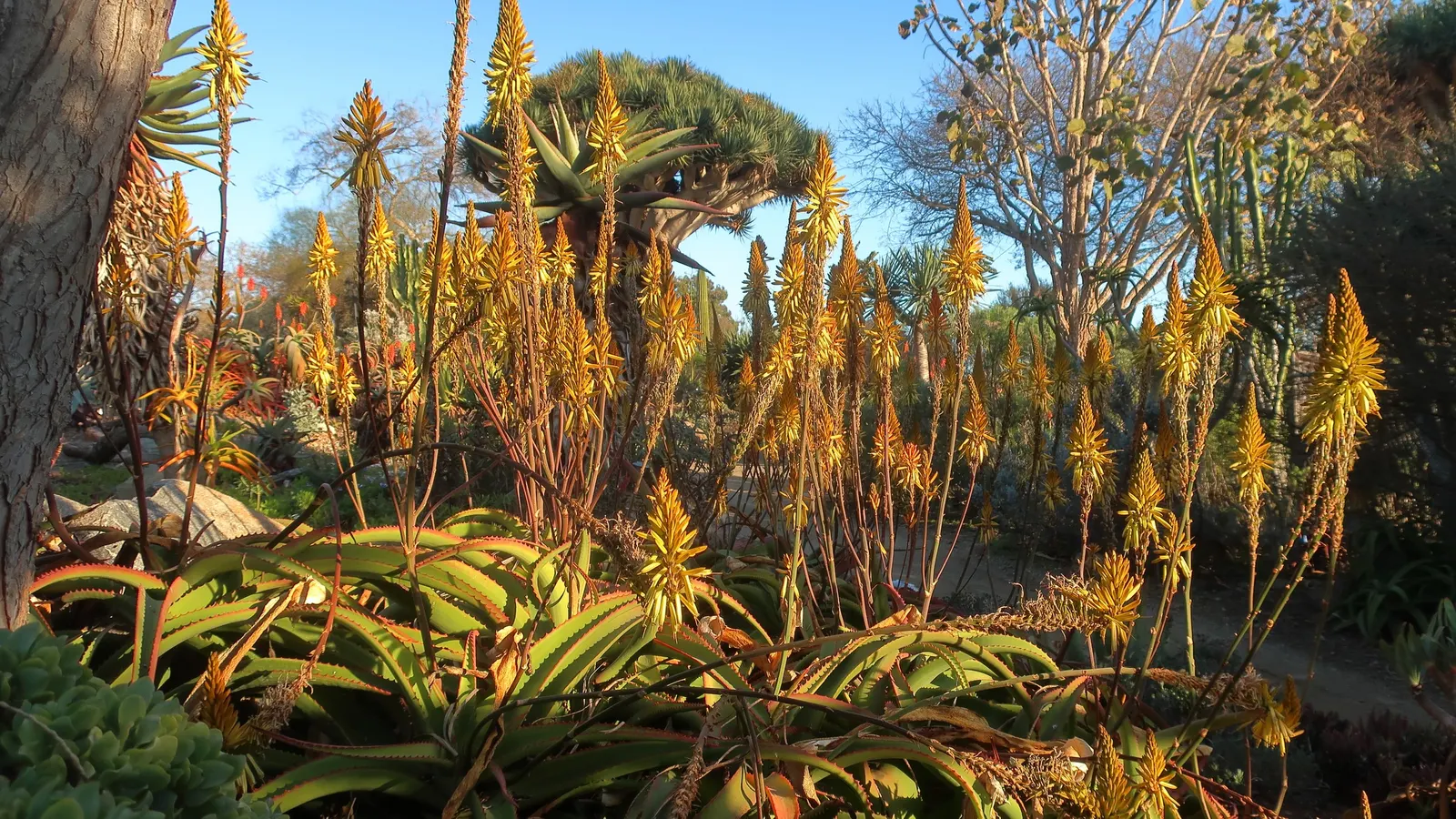 Tree Aloe (Aloe Barberae) — orange-red flowers on tall spikes that attract a variety of pollinators