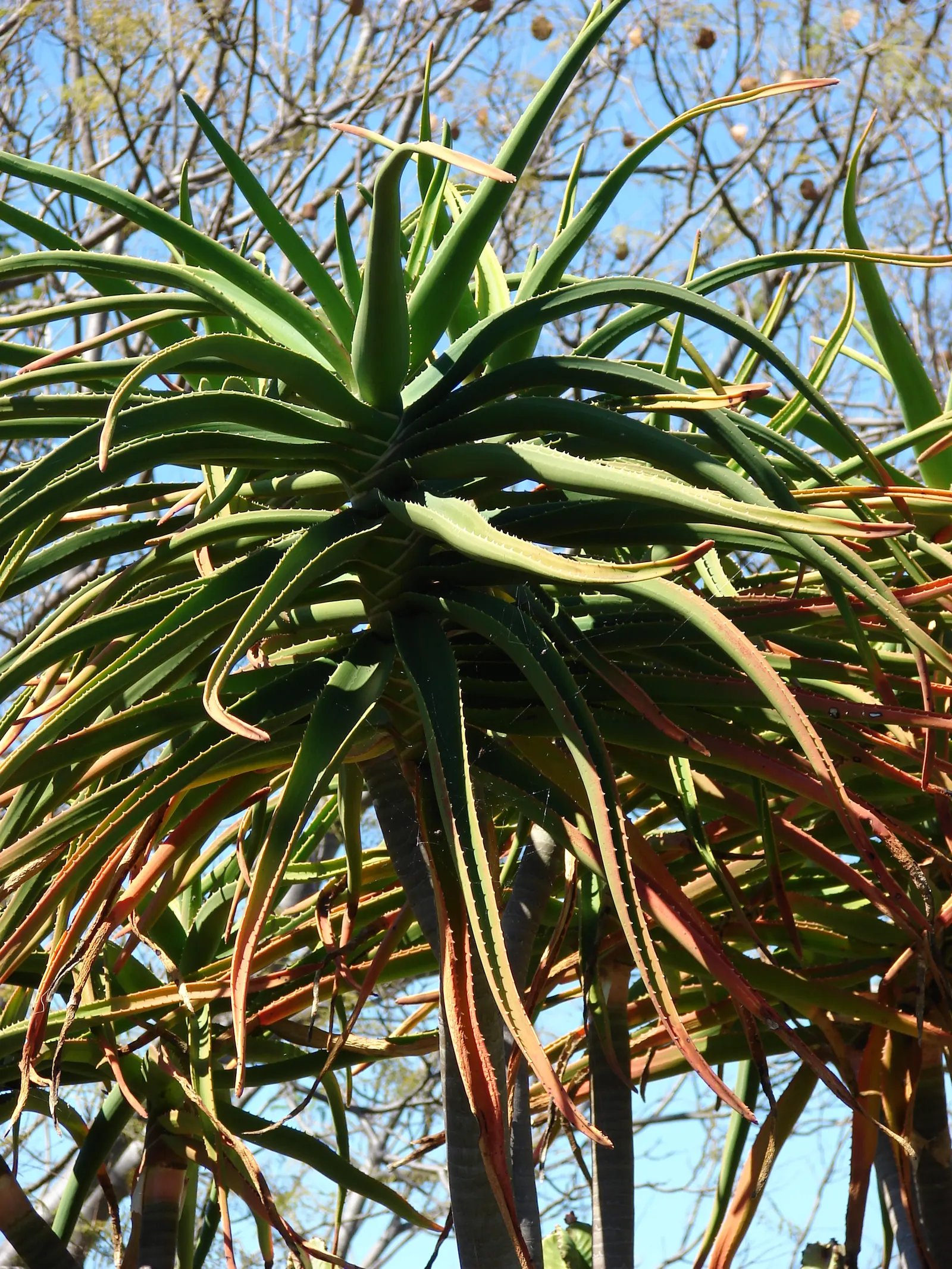 Tree Aloe (Aloe Barberae) — due to its spiny leaf edges; preferably grown in USDA zones 9-11, it requires full sun to partial shade and, image 109