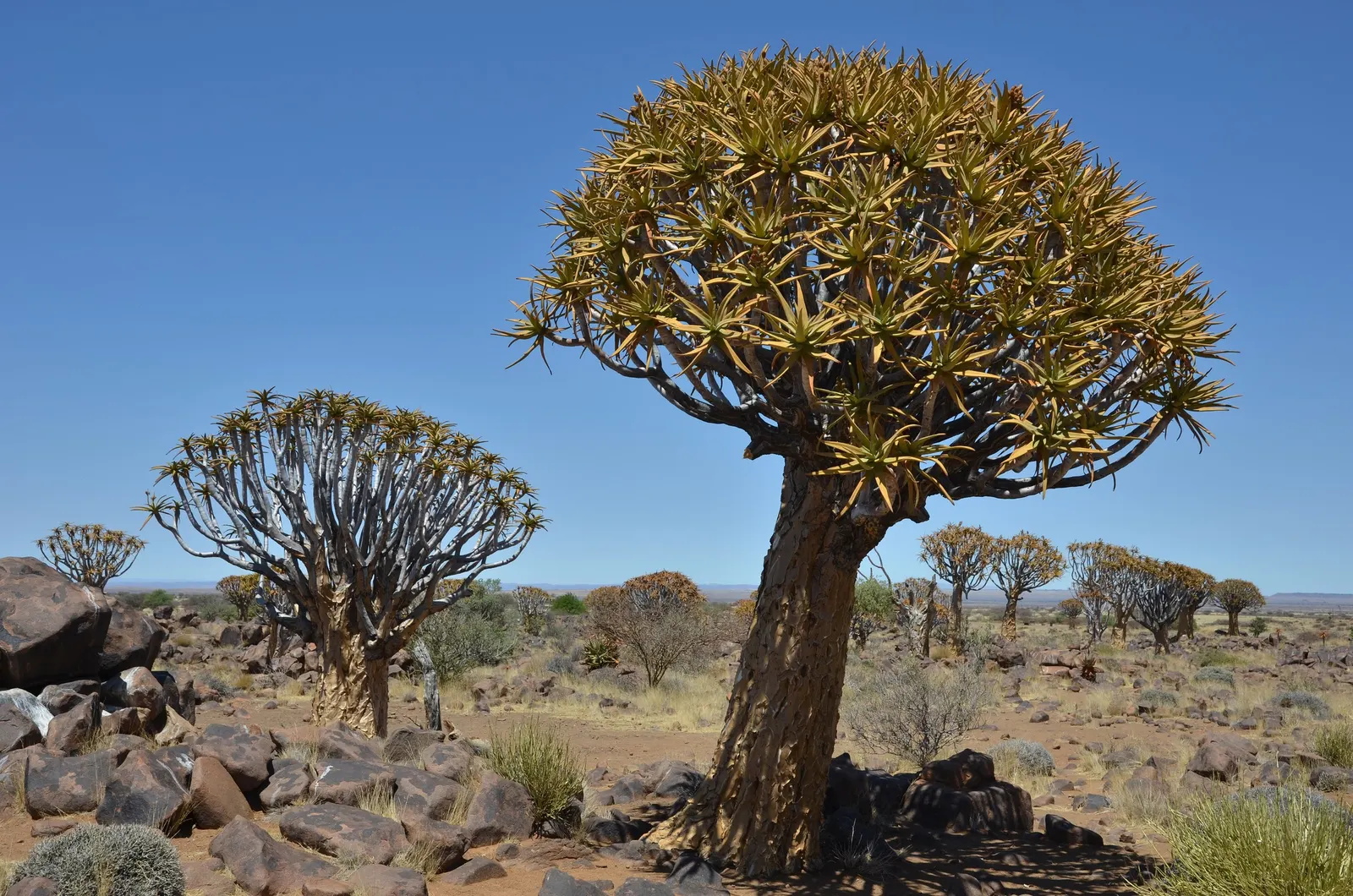 Tree Aloe (Aloe Barberae) — due to its spiny leaf edges; preferably grown in USDA zones 9-11, it requires full sun to partial shade and well-draining soil