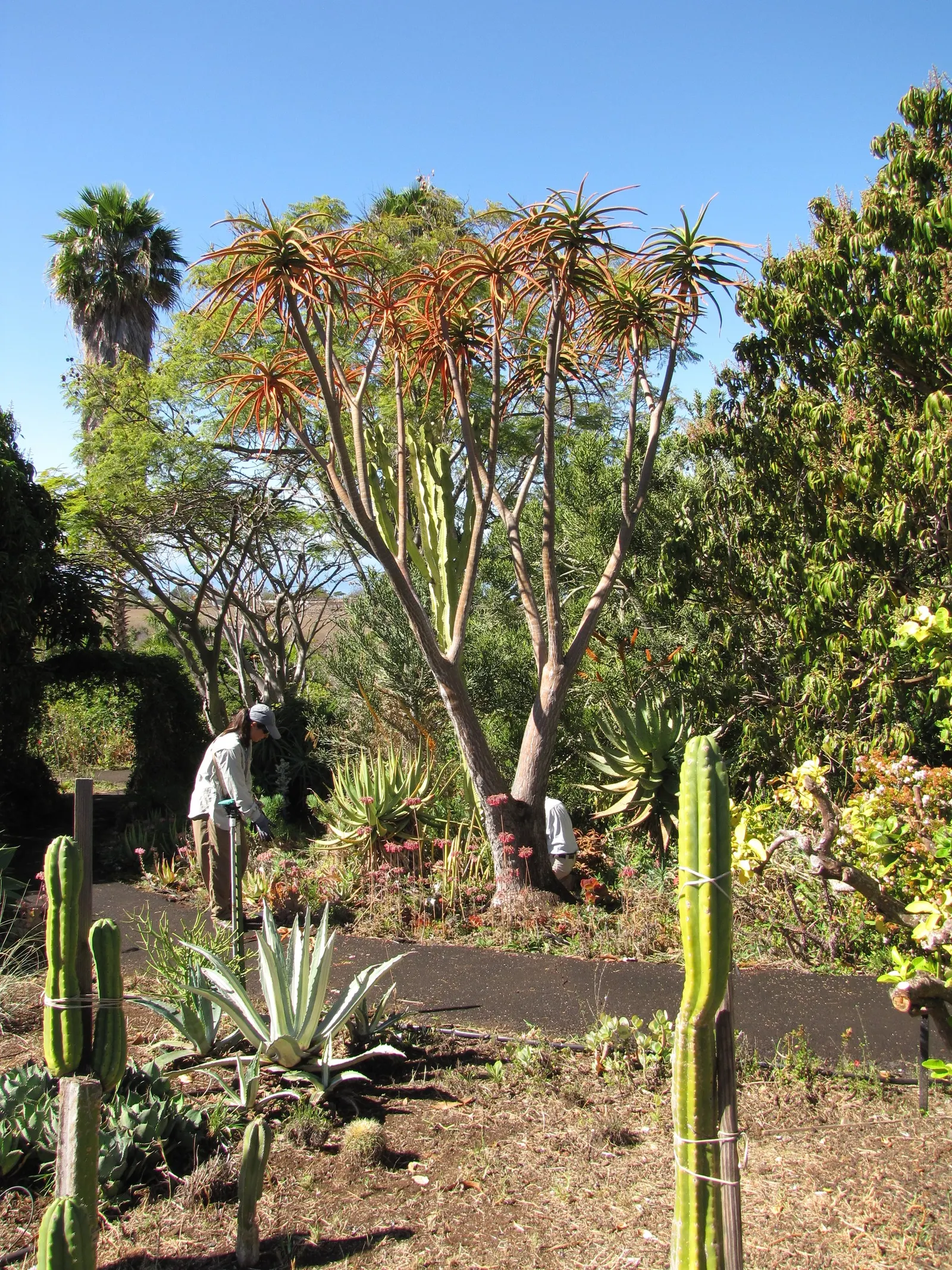 Tree Aloe (Aloe Barberae) — Tree Aloe (Aloe barberae) is a majestic, evergreen succulent reaching up to 50 feet tall and 10 feet wide; preferably, image 113