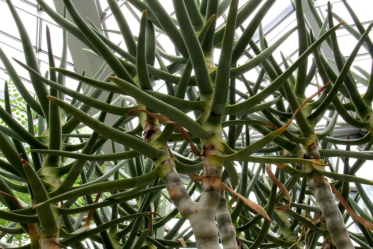 Tree Aloe (Aloe Barberae) — Perfect as a focal specimen, it offers drought tolerance and low maintenance for warm, arid landscapes