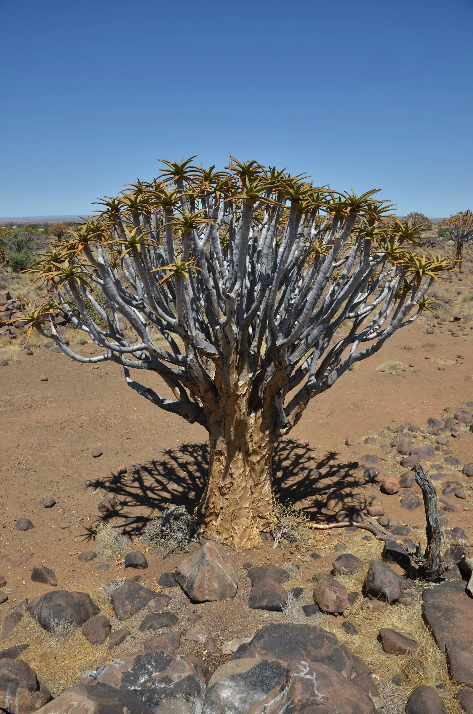 Tree Aloe (Aloe Barberae) — grey trunk and beautiful rosettes of blue-green leaves; this slow-growing succulent tree can reach impressive heights, image 58