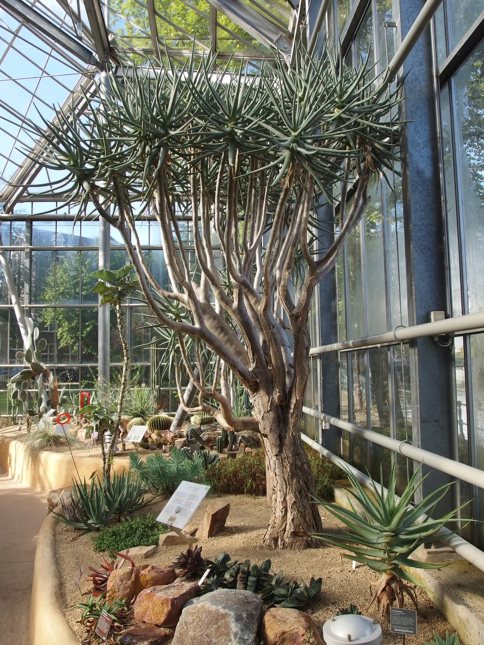 Tree Aloe (Aloe Barberae) — tree with pink blooms; it requires well-drained soil and full sun to partial shade exposure, image 83