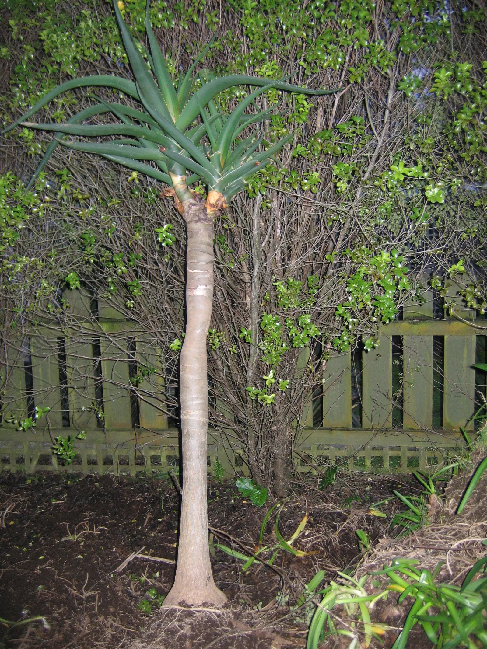 Tree Aloe (Aloe Barberae) — Perfect as a focal specimen, it offers drought tolerance and low maintenance for warm, arid landscapes; preferably, image 117