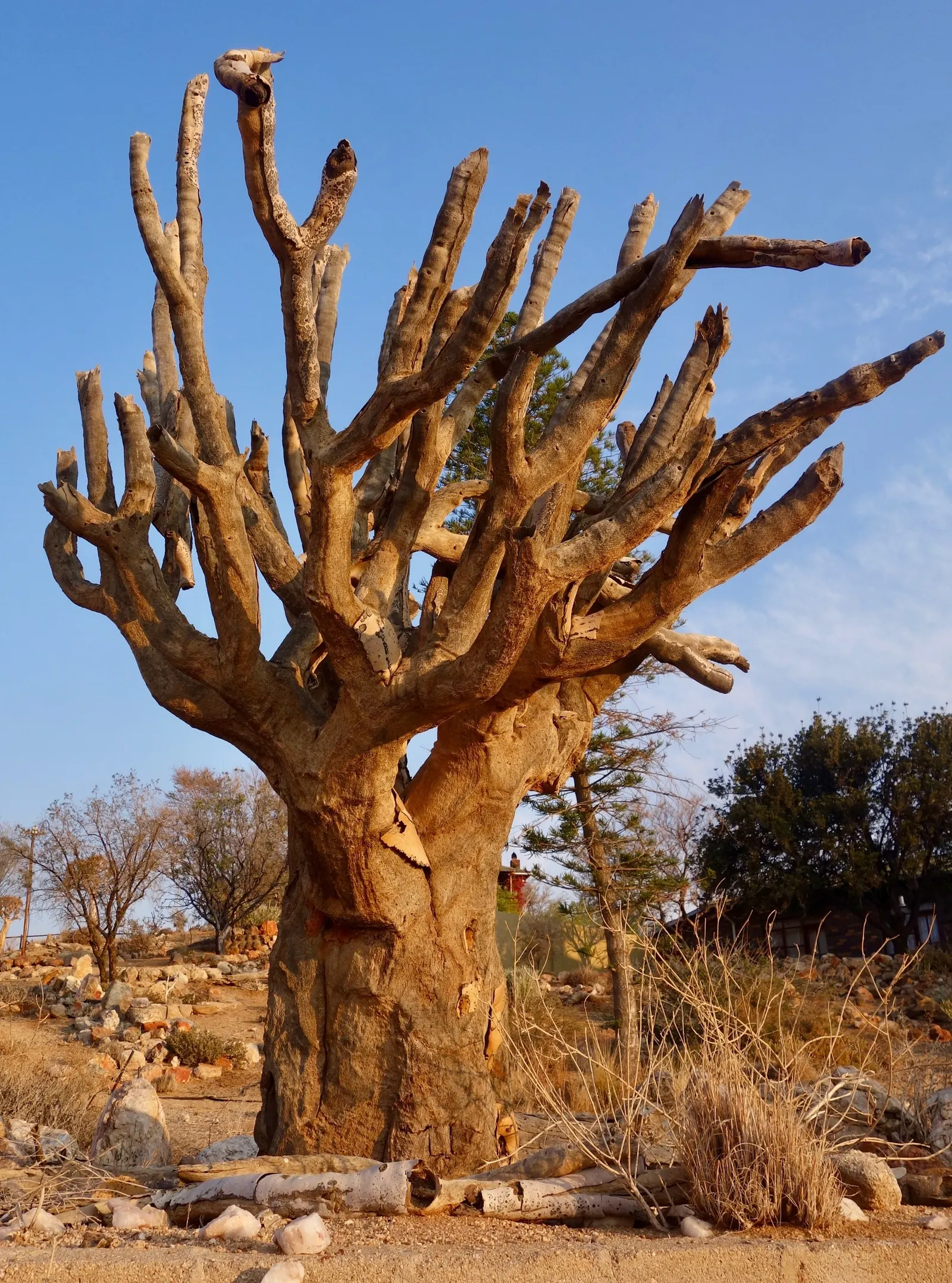 Tree Aloe (Aloe Barberae) — with a spread of 8 to 10 feet.<br><br>Characterized by its smooth