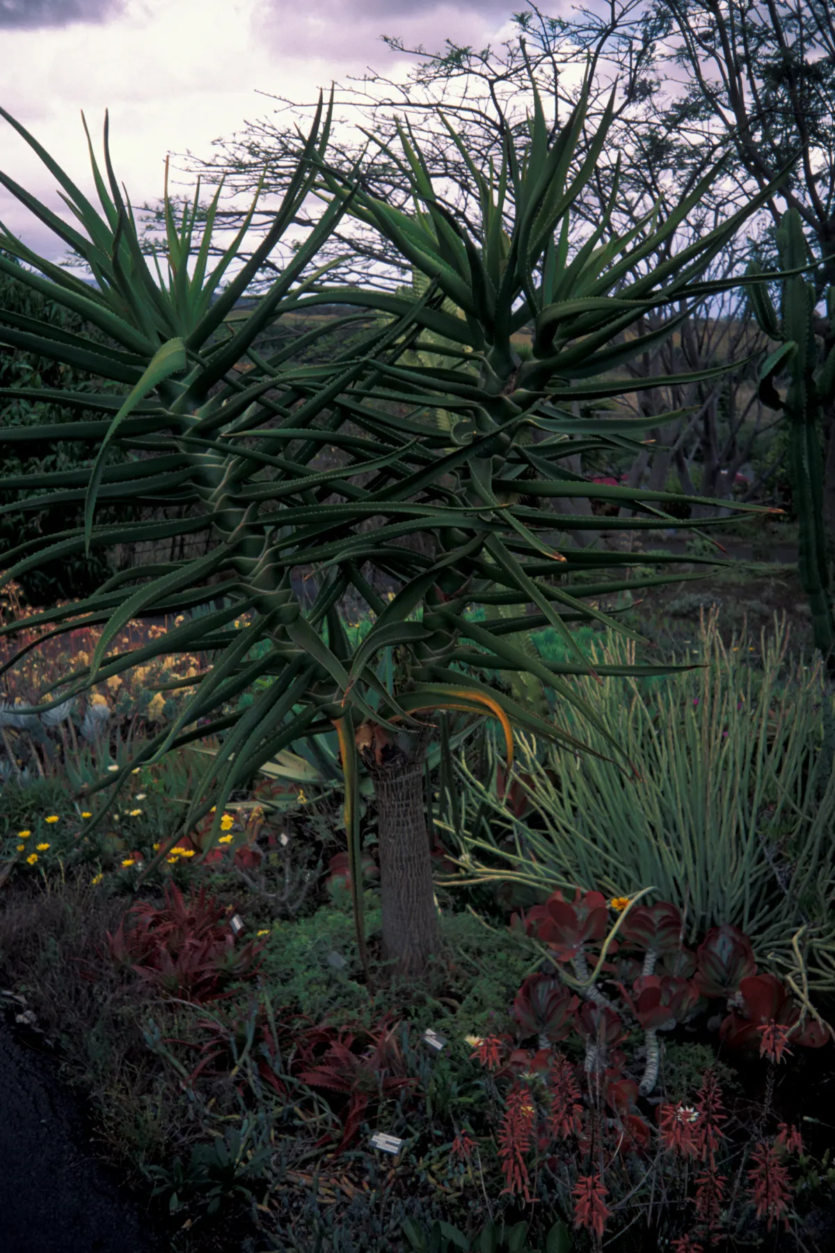 Tree Aloe (Aloe Barberae) — The Tree Aloe (Aloidendron barberae); this slow-growing succulent tree can reach impressive heights of 30 to 60 feet in, image 90