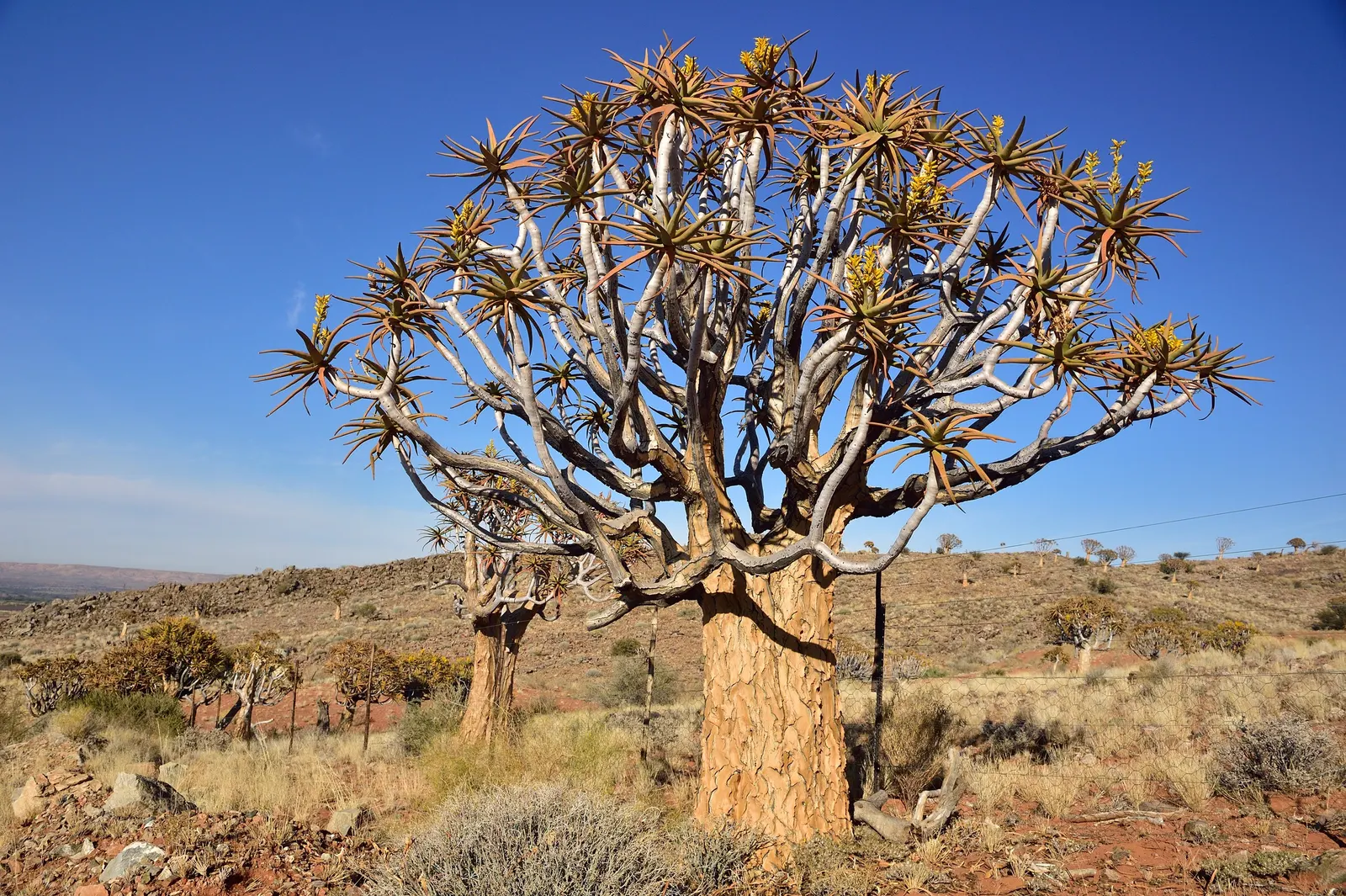 Tree Aloe (Aloe Barberae) — arching green leaves up to 2 feet in length