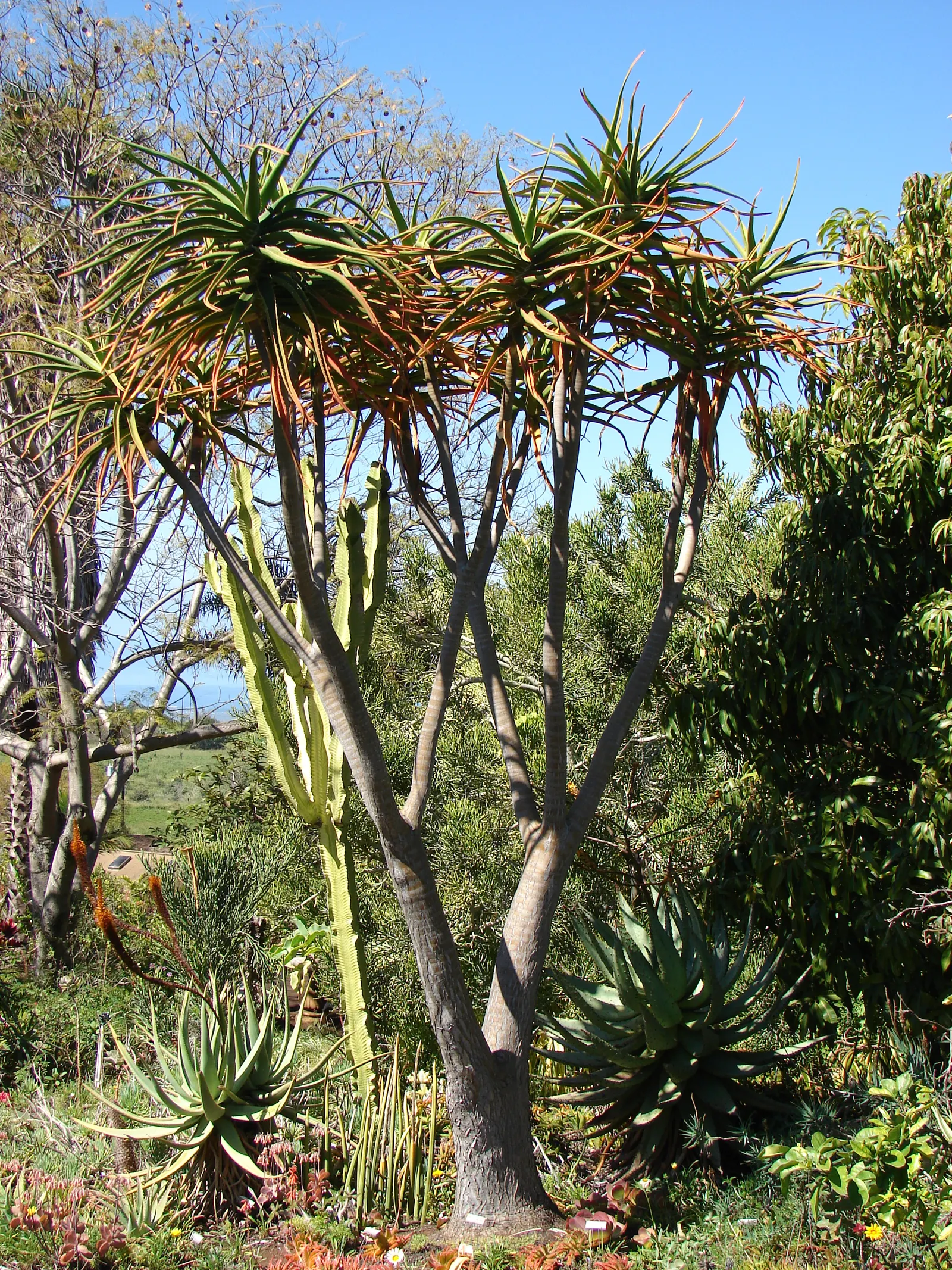 Tree Aloe (Aloe Barberae) — including birds and bees.<br><br>Incorporating this plant into a landscape provides an exotic focal point; preferably, image 105