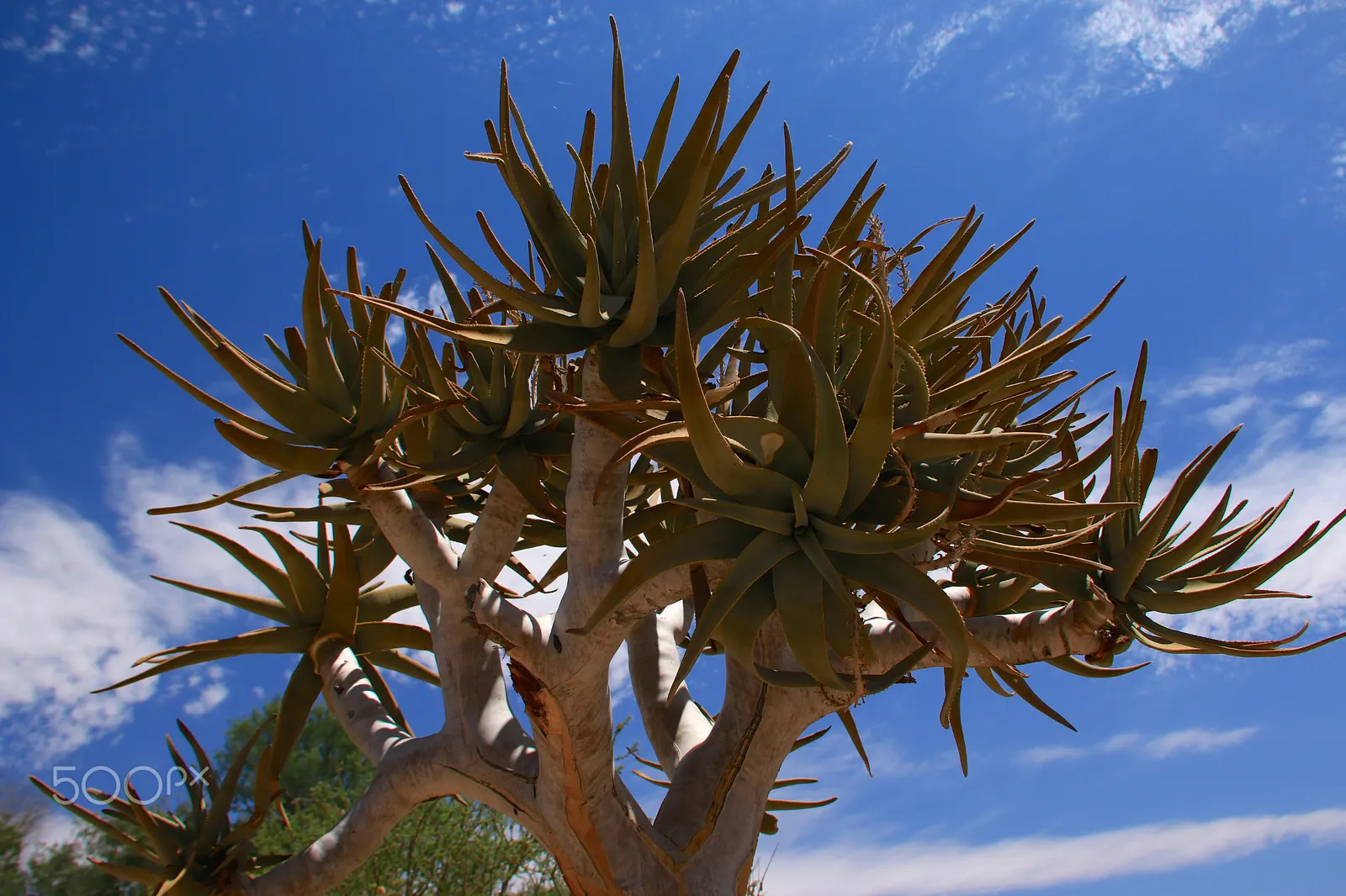 Tree Aloe (Aloe Barberae) — Preferably grown in USDA zones 9-11, it requires full sun to partial shade and well-draining soil