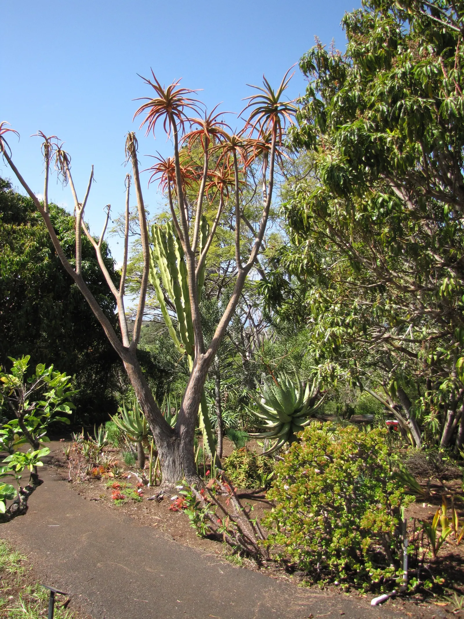 Tree Aloe (Aloe Barberae) — When designing with Aloidendron barberae; it requires well-drained soil and full sun to partial shade exposure, image 107