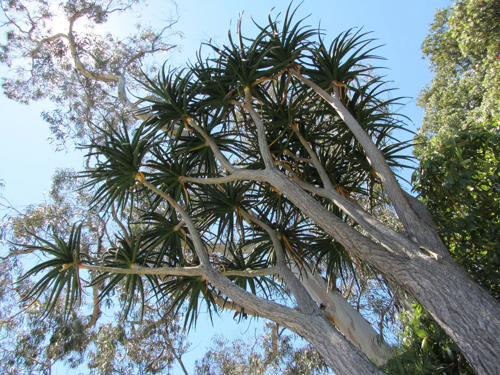 Tree Aloe (Aloe Barberae) — ideal for adding a sculptural element to any landscape design