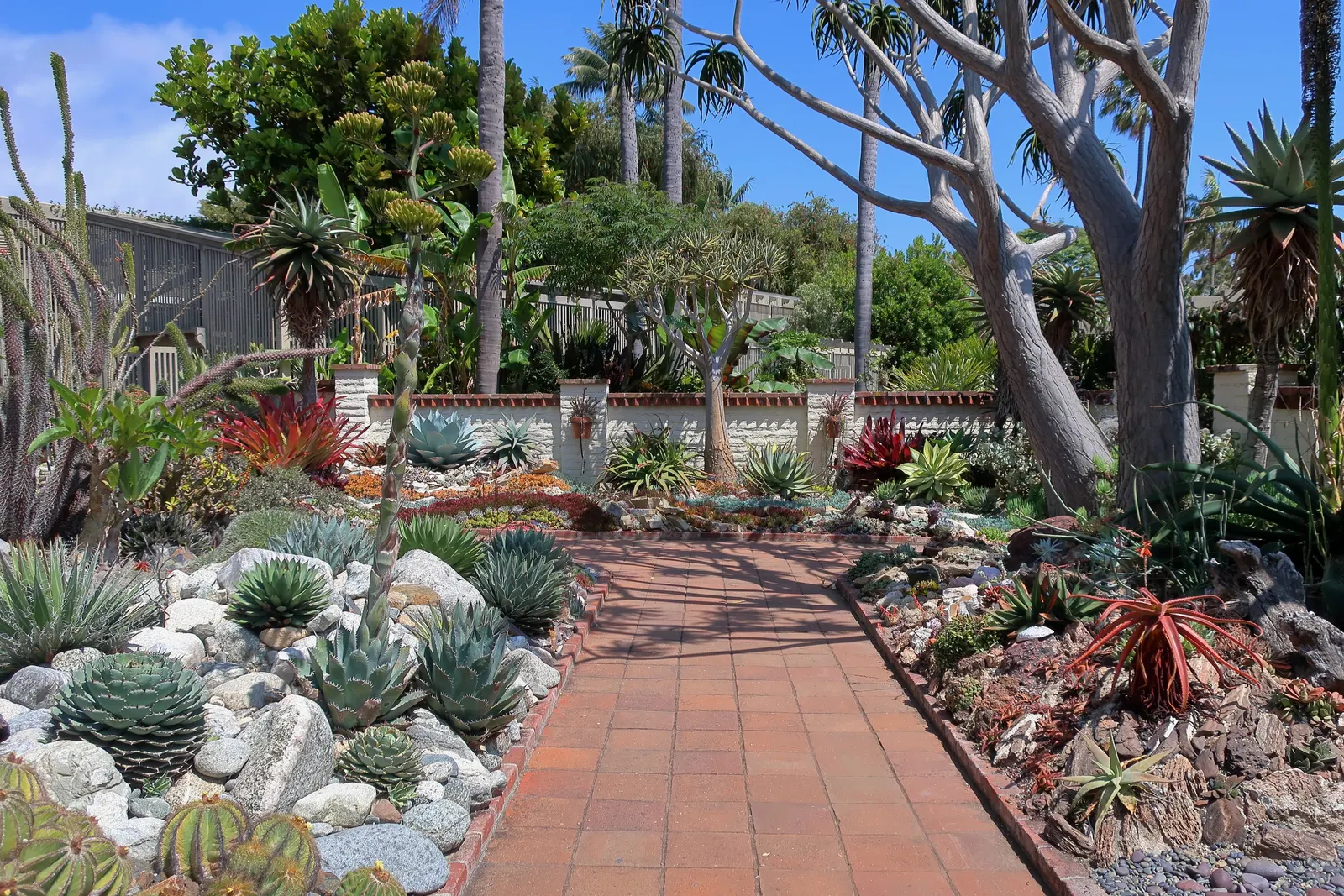 Tree Aloe (Aloe Barberae) — gray-brown branching trunk