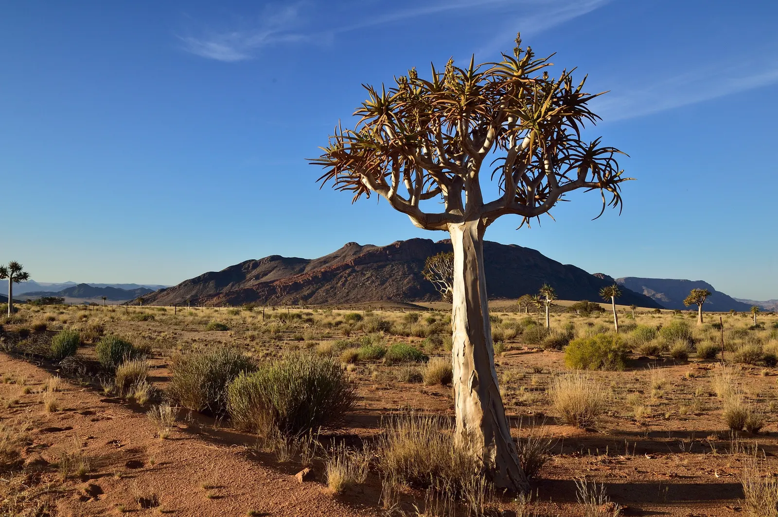 Tree Aloe (Aloe Barberae) — this slow-growing succulent tree can reach impressive heights of 30 to 60 feet in its natural habitat