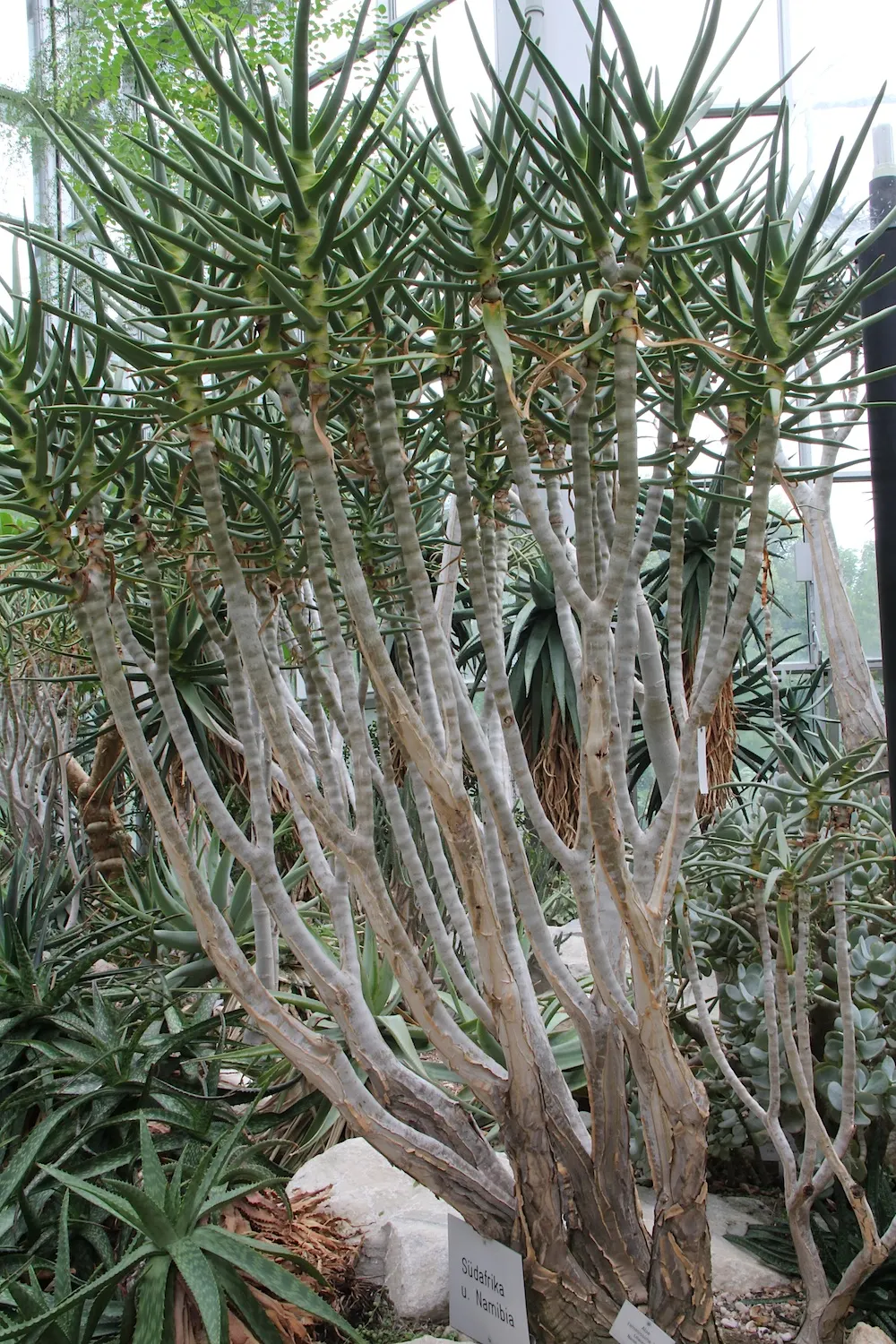 Tree Aloe (Aloe Barberae) — grey trunk and beautiful rosettes of blue-green leaves