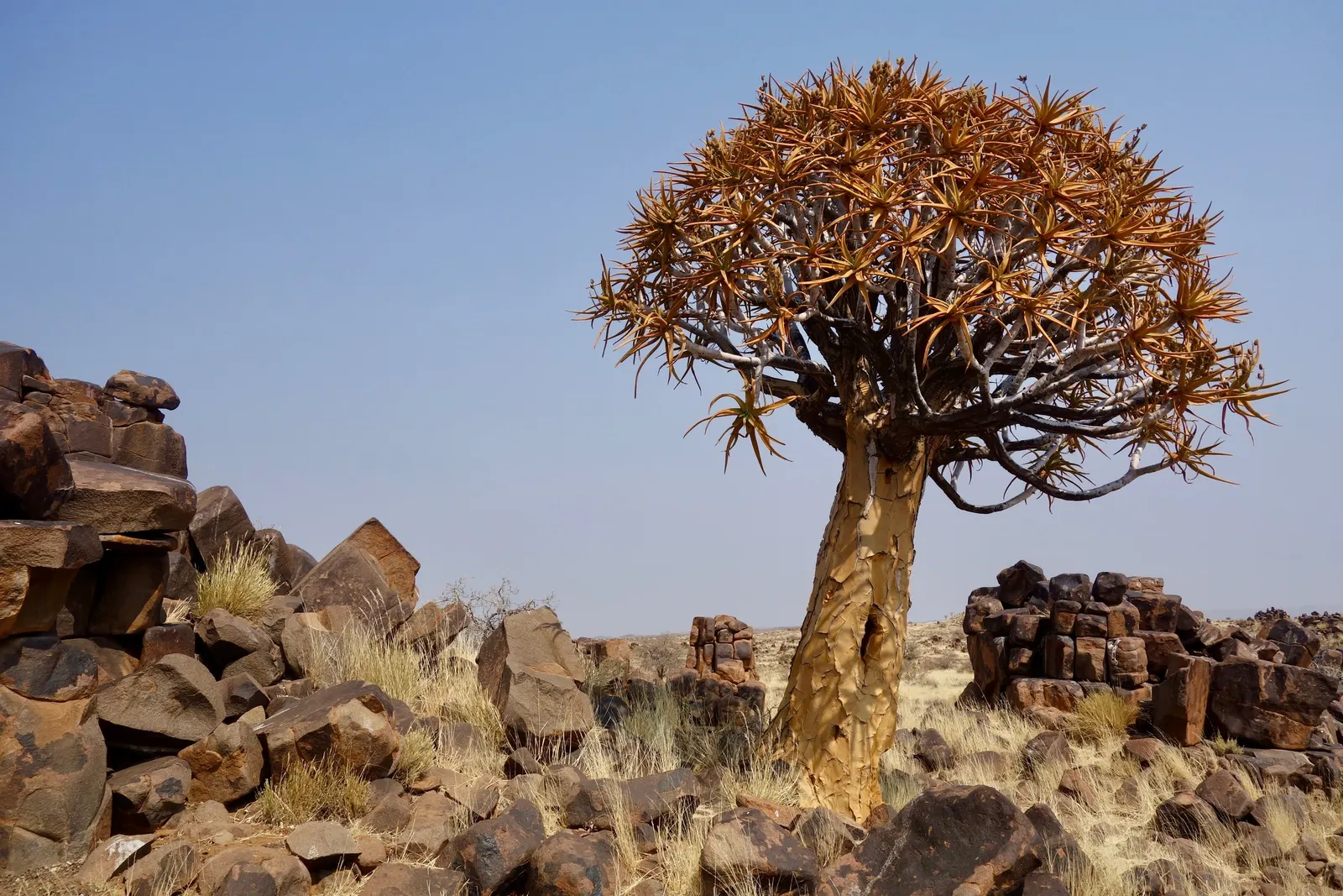 Tree Aloe (Aloe Barberae) — formerly known as Aloes bainesii