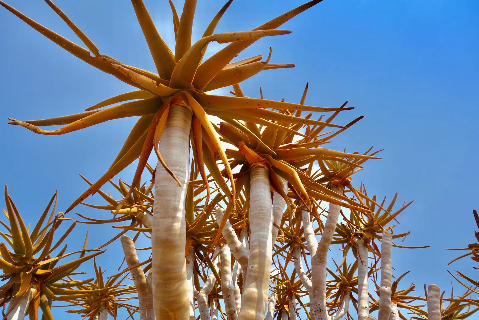 Tree Aloe (Aloe Barberae) — The Tree Aloe (Aloidendron barberae)