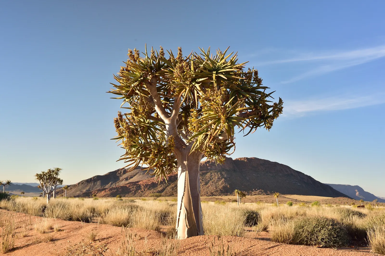 Tree Aloe (Aloe Barberae) — including birds and bees.<br><br>Incorporating this plant into a landscape provides an exotic focal point