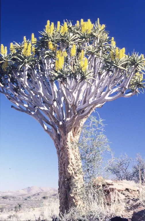 Tree Aloe (Aloe Barberae) — with a spread of 8 to 10 feet.<br><br>Characterized by its smooth; preferably grown in USDA zones 9-11, it requires full sun to