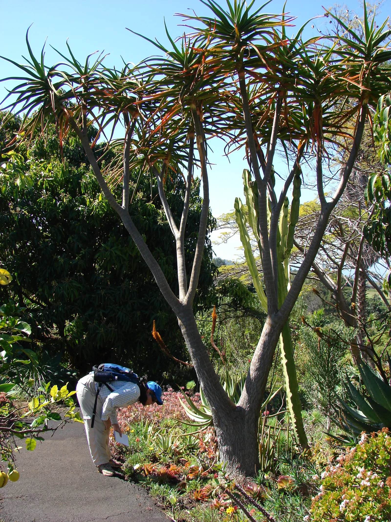Tree Aloe (Aloe Barberae) — tree for full; due to its spiny leaf edges, image 112