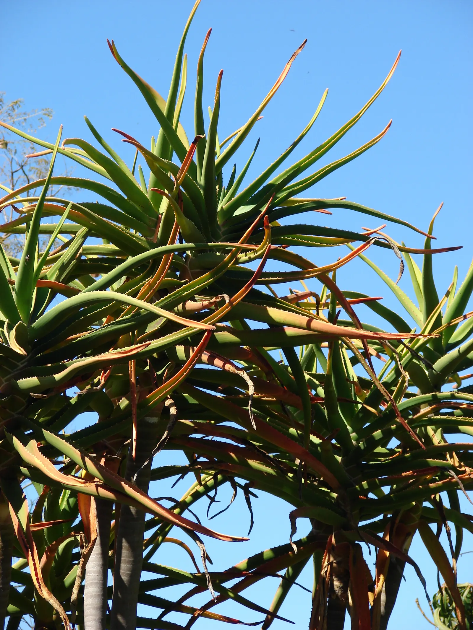 Tree Aloe (Aloe Barberae) — especially suited for xeriscaping or as a centerpiece in a rock garden; this slow-growing succulent tree can reach, image 106