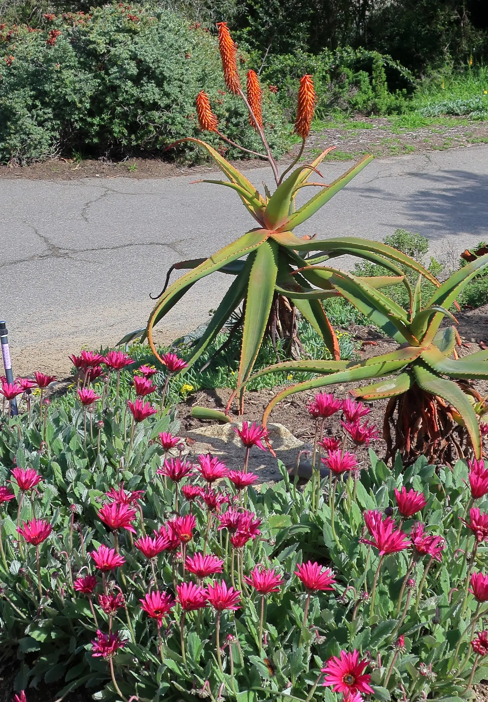 Tree Aloe (Aloe Barberae) — it typically grows to about 18 to 30 feet tall