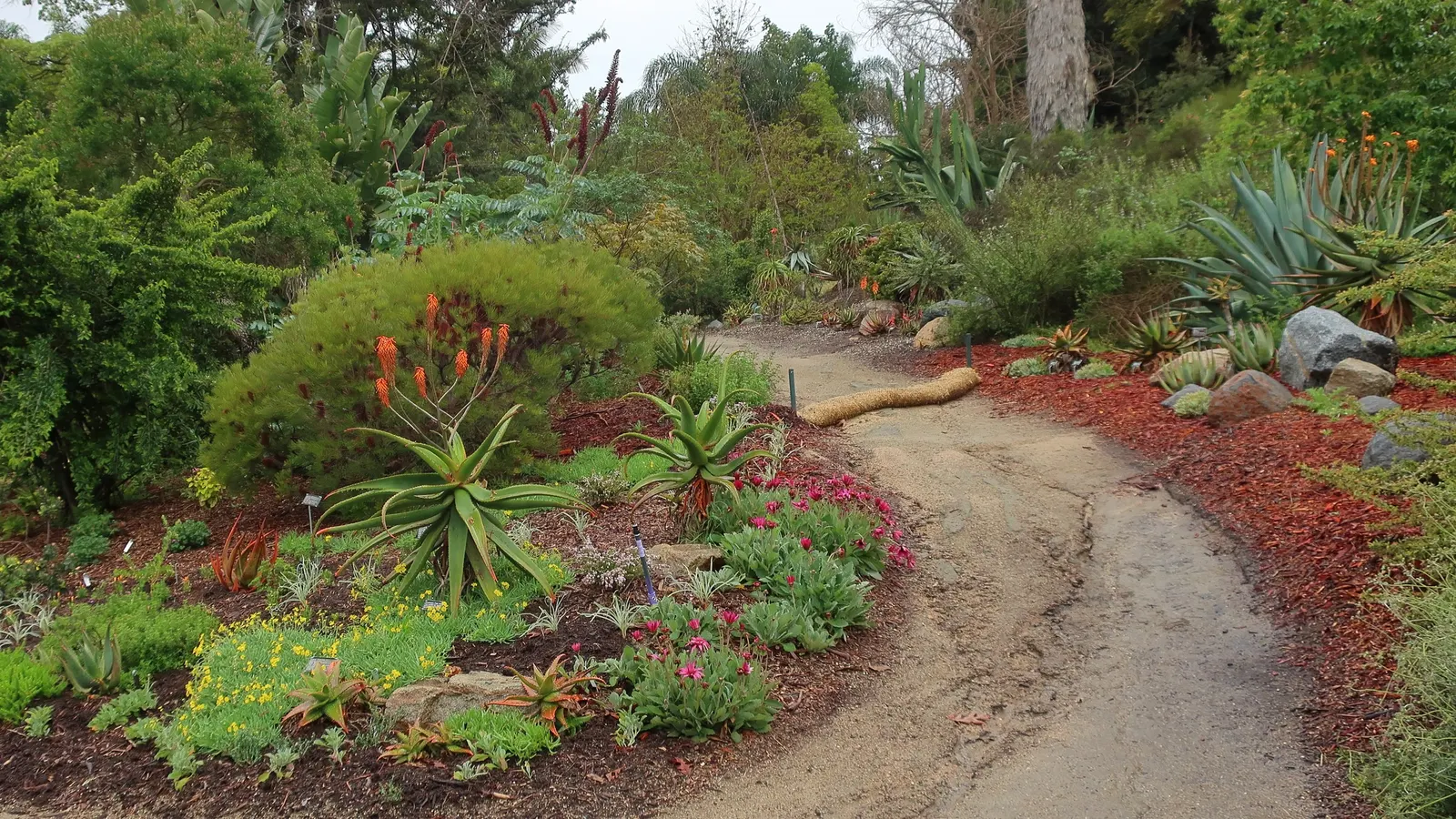 Tree Aloe (Aloe Barberae) — the Tree Aloe blooms in the late fall to early winter