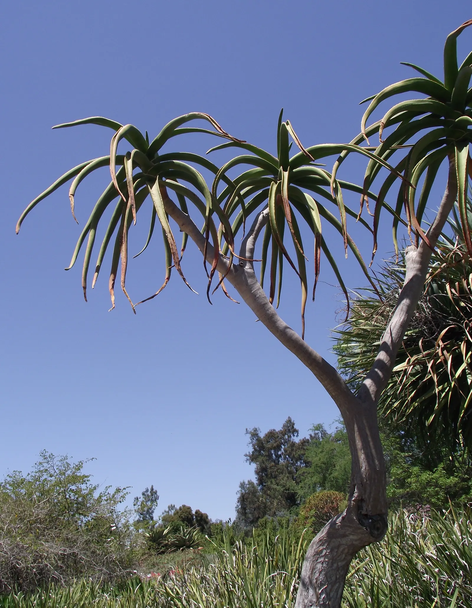 Tree Aloe (Aloe Barberae) — gray-brown branching trunk; this slow-growing succulent tree can reach impressive heights of 30 to 60 feet in its, image 126