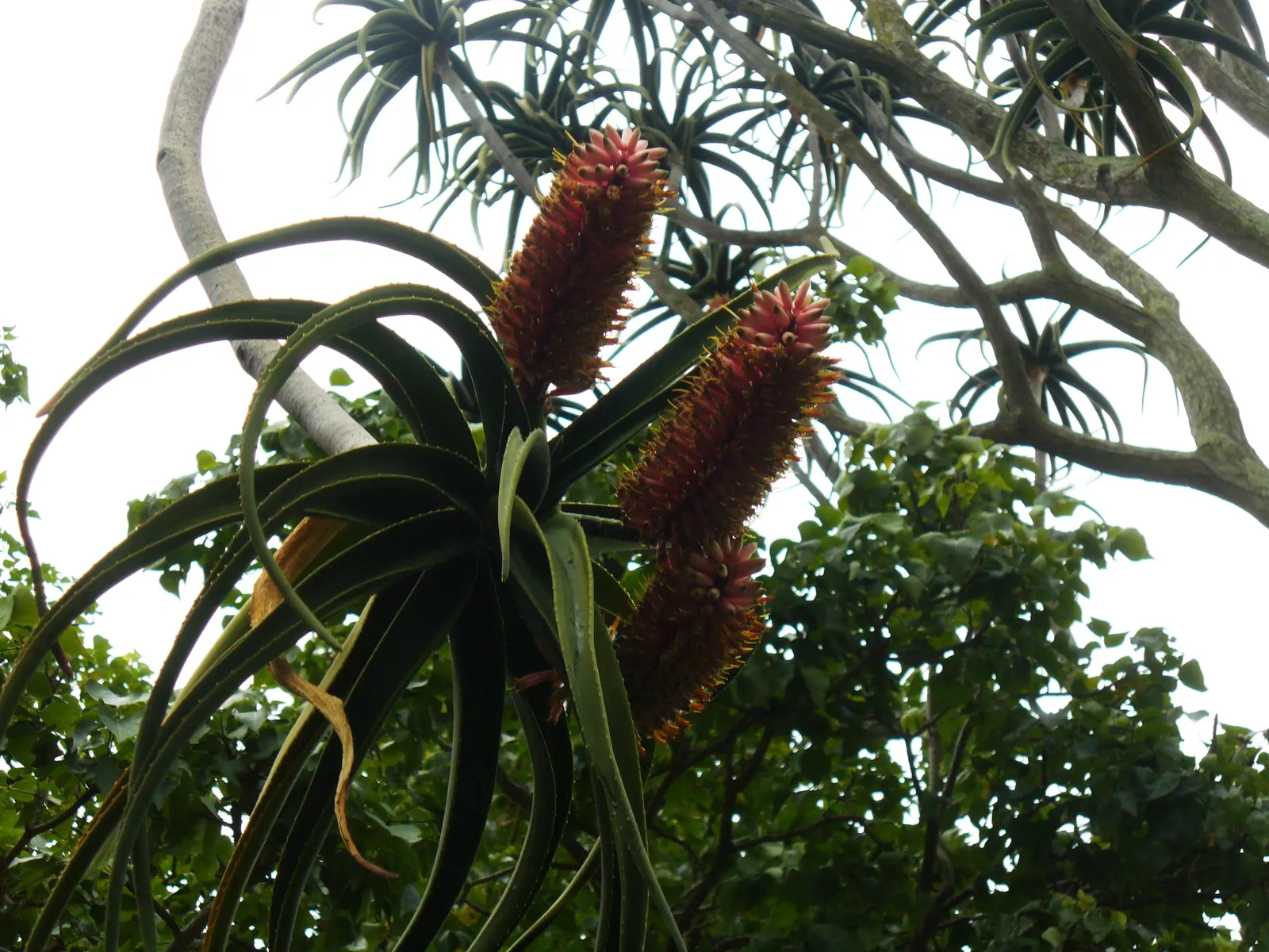 Tree Aloe (Aloe Barberae) — arching green leaves up to 2 feet in length; due to its spiny leaf edges, image 72