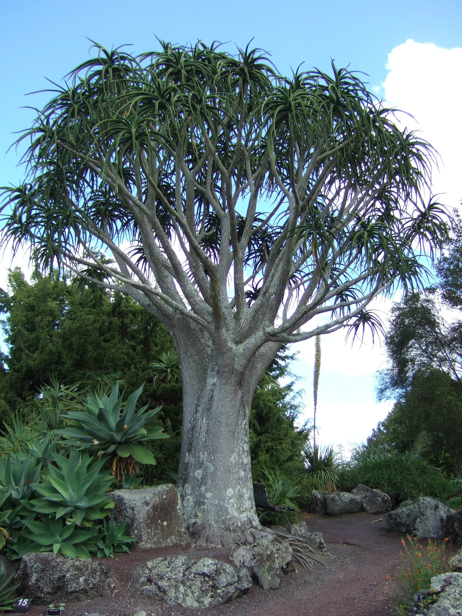Tree Aloe (Aloe Barberae) — this aloe produces pink-orange flowers in winter; it requires well-drained soil and full sun to partial shade exposure, image 59
