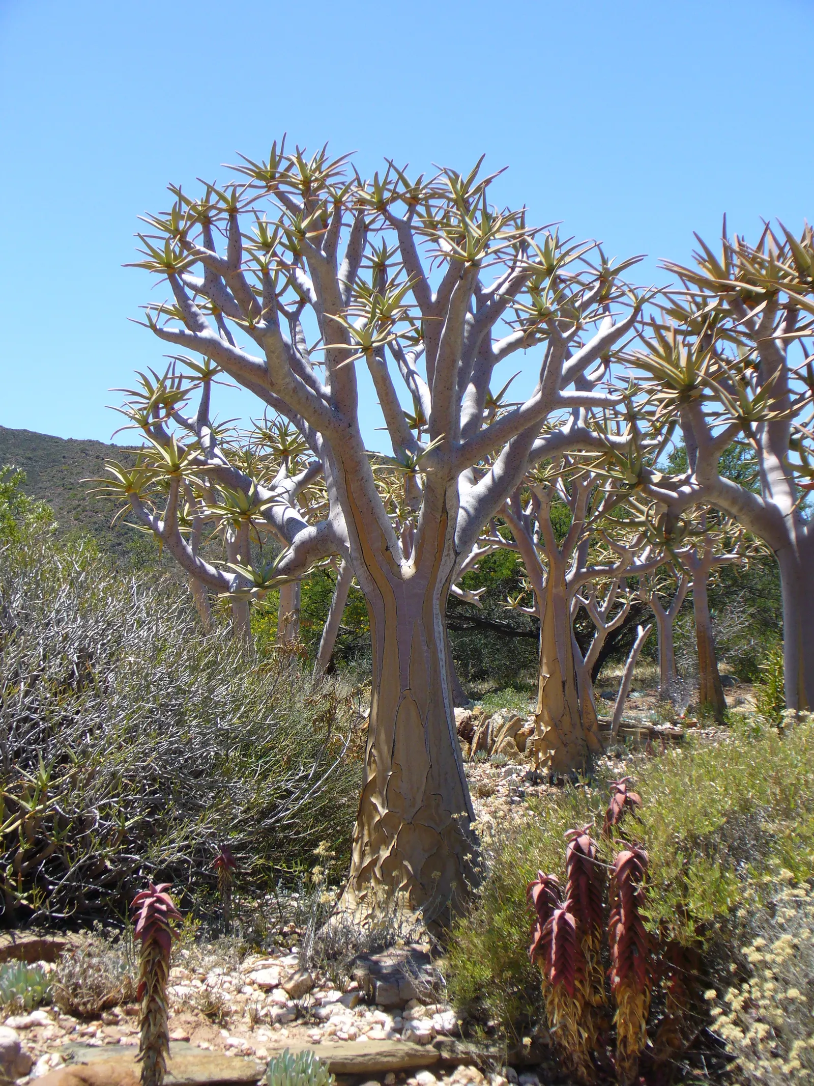 Tree Aloe (Aloe Barberae) — Originating from southern Africa; this slow-growing succulent tree can reach impressive heights of 30 to 60 feet in its, image 94