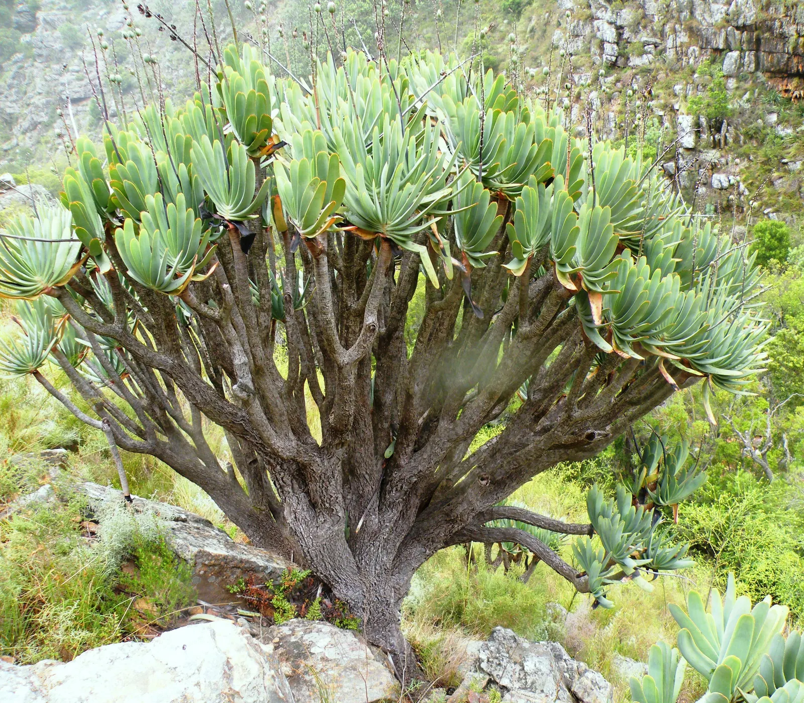 Tree Aloe (Aloe Barberae) — This tree is both drought-tolerant and frost-resistant; preferably grown in USDA zones 9-11, it requires full sun to, image 73