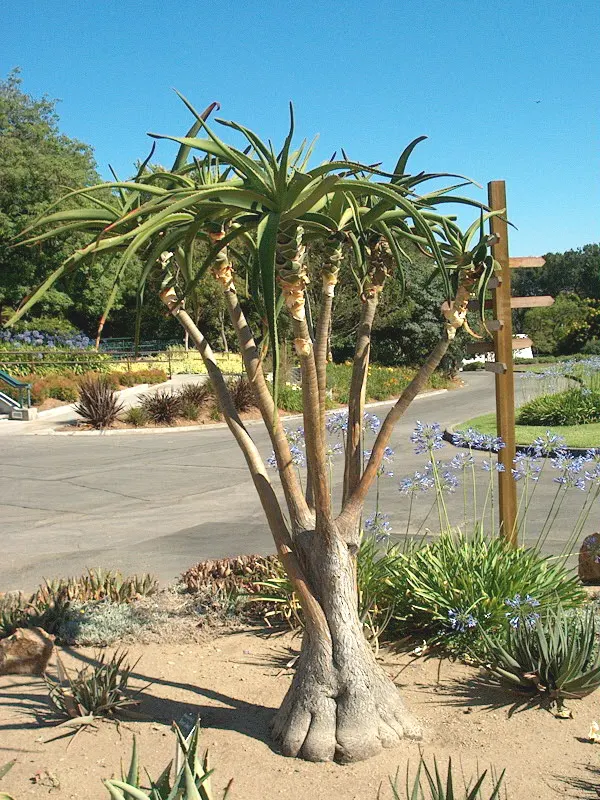 Tree Aloe (Aloe Barberae) — tree for full; due to its spiny leaf edges