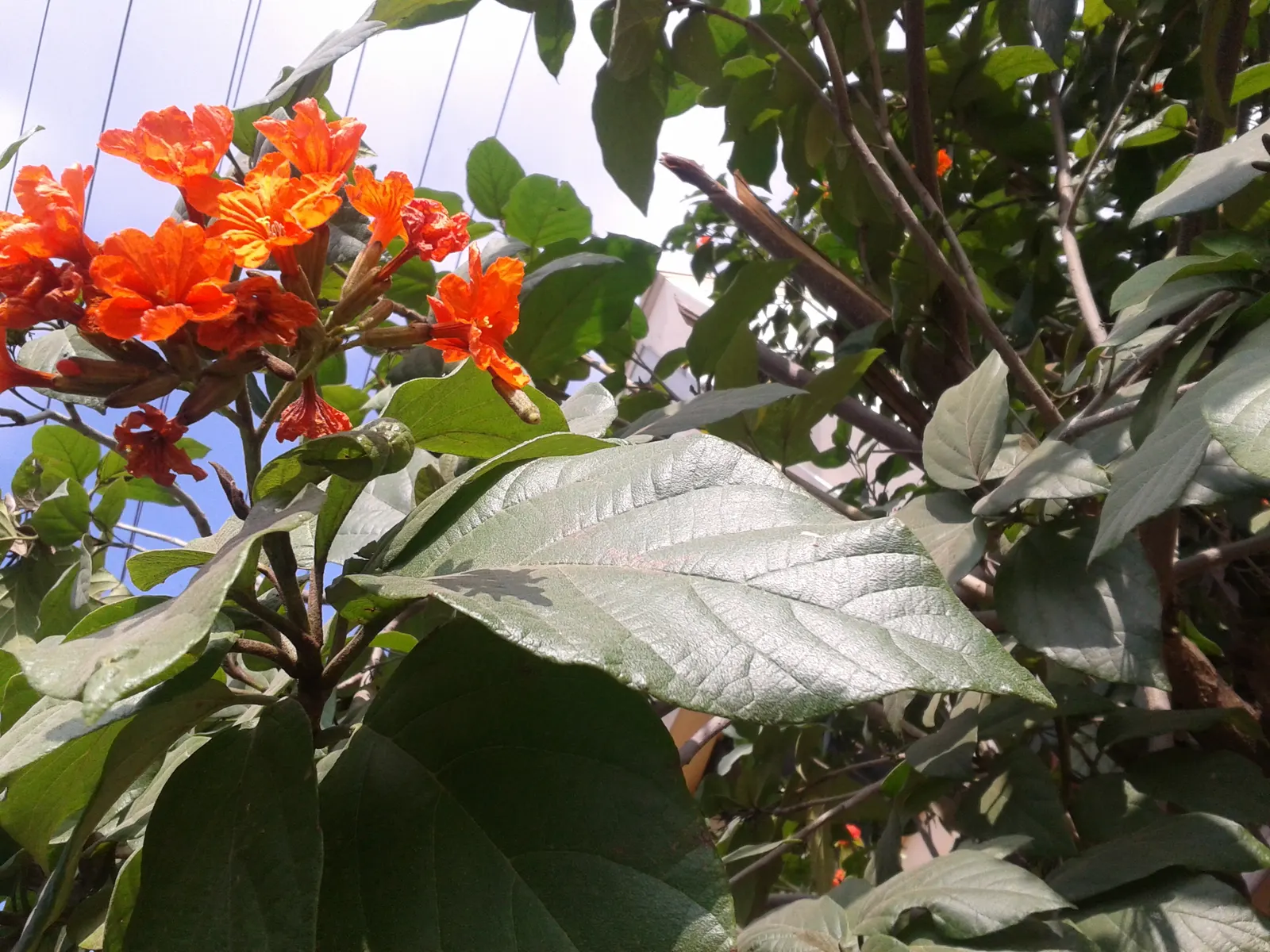 Tree Aloe (Aloe Barberae) — orange-red flowers on tall spikes that attract a variety of pollinators; due to its spiny leaf edges