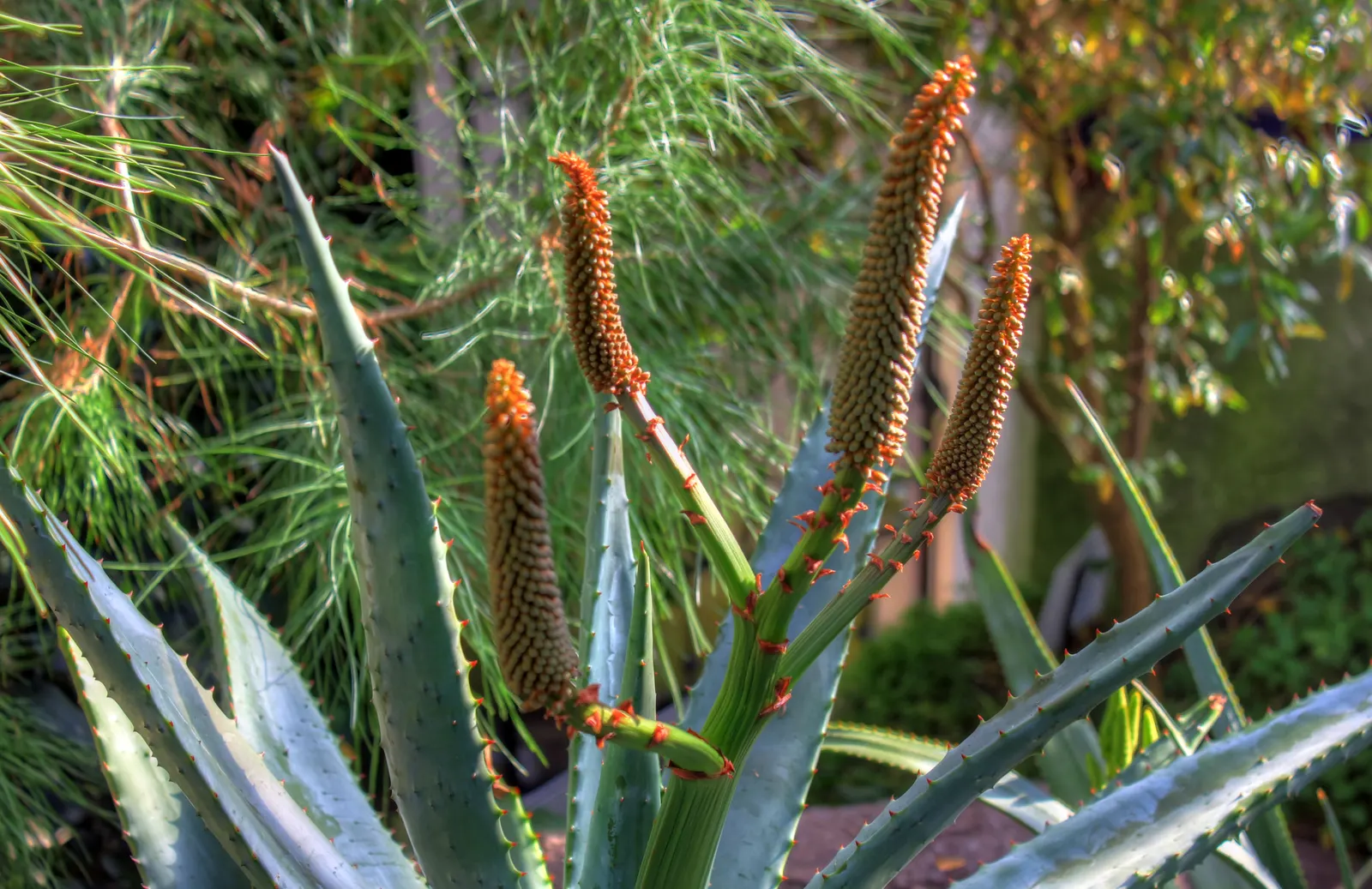 Tree Aloe (Aloe Barberae) — This tree is both drought-tolerant and frost-resistant; preferably grown in USDA zones 9-11, it requires full sun to partial shade