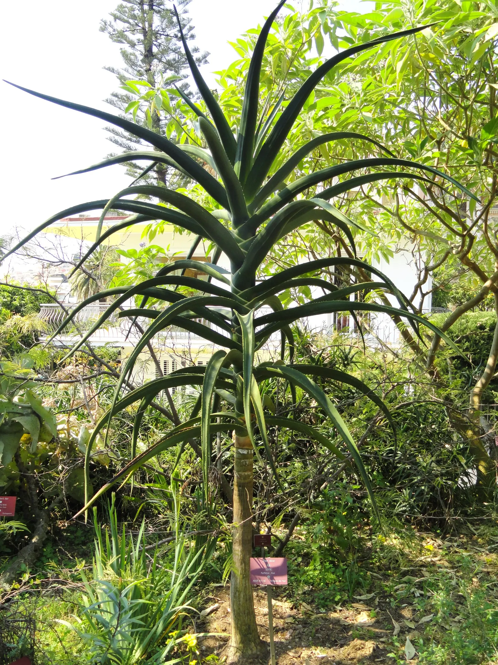 Tree Aloe (Aloe Barberae) — the Tree Aloe bears a dense canopy of rosettes; it requires well-drained soil and full sun to partial shade exposure, image 127