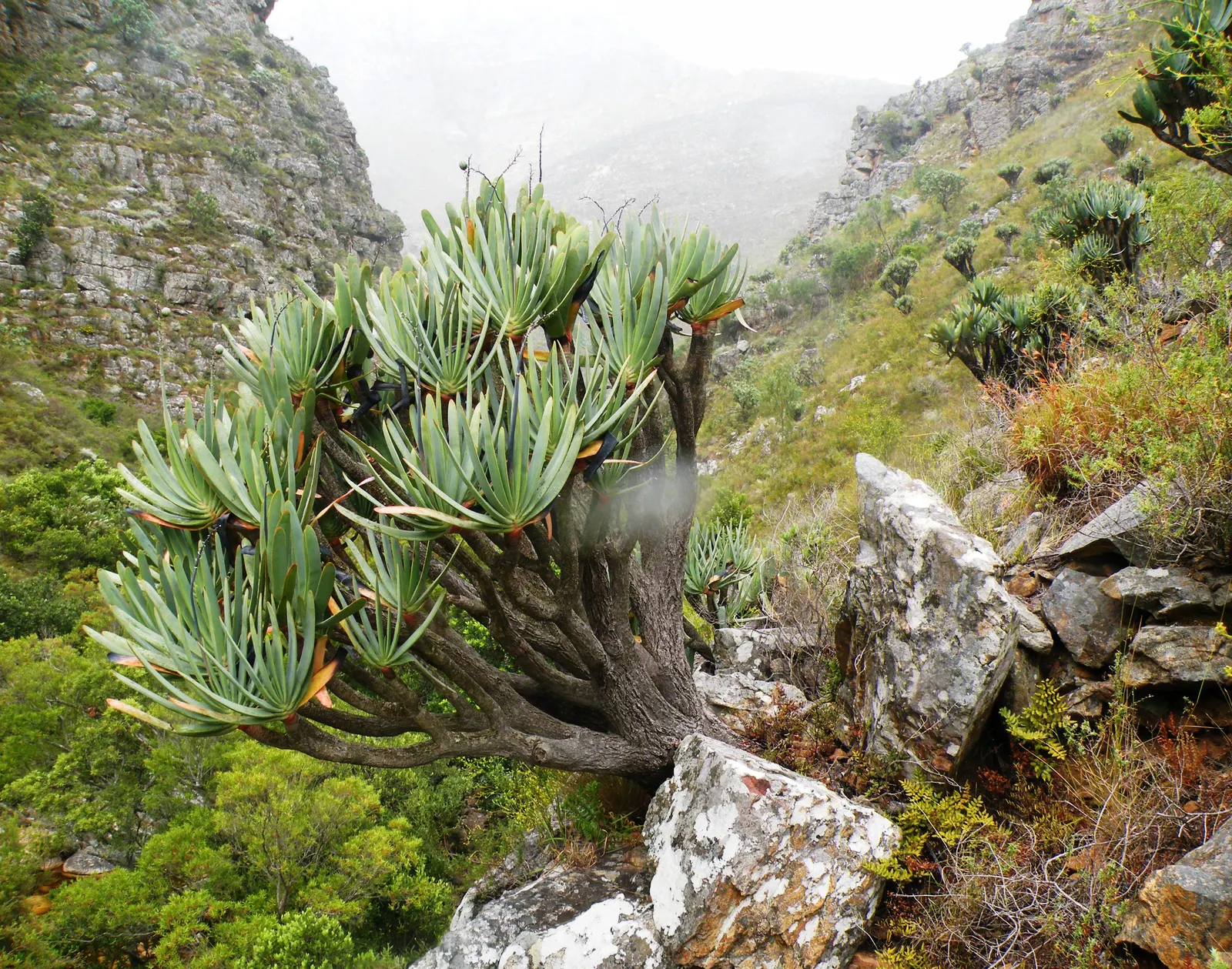 Tree Aloe (Aloe Barberae) — pink flowers in the garden; this slow-growing succulent tree can reach impressive heights of 30 to 60 feet in its natural habitat