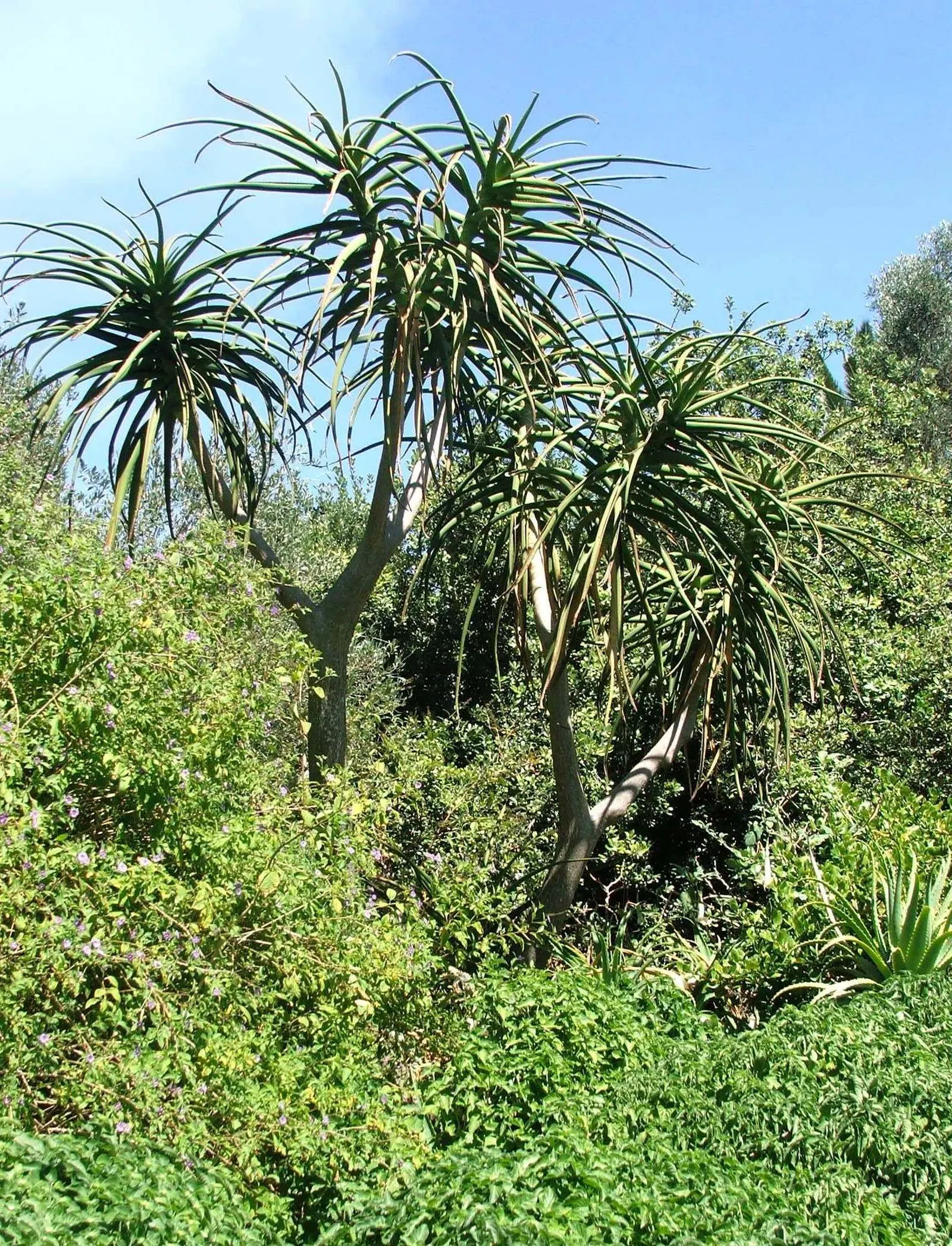 Tree Aloe (Aloe Barberae) — Preferably grown in USDA zones 9-11, it requires full sun to partial shade and well-draining soil; due to its spiny leaf edges