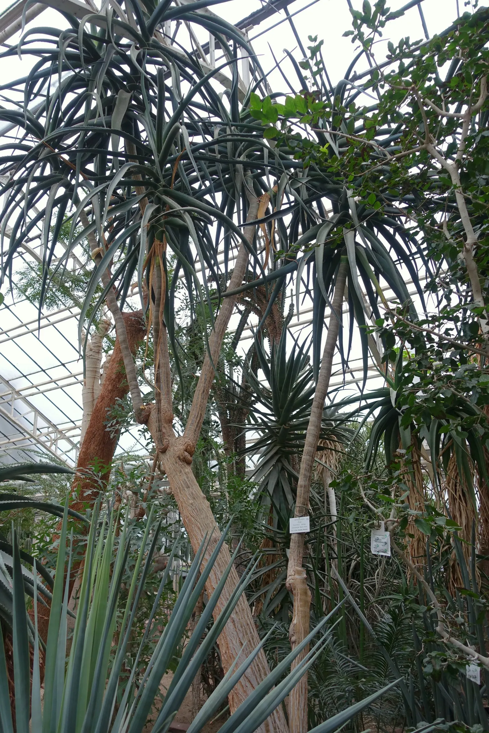 Tree Aloe (Aloe Barberae) — This tree is both drought-tolerant and frost-resistant; preferably grown in USDA zones 9-11, it requires full sun to, image 101