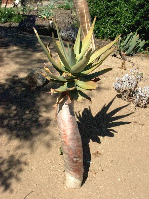 Tree Aloe (Aloe Barberae) — This tree is both drought-tolerant and frost-resistant